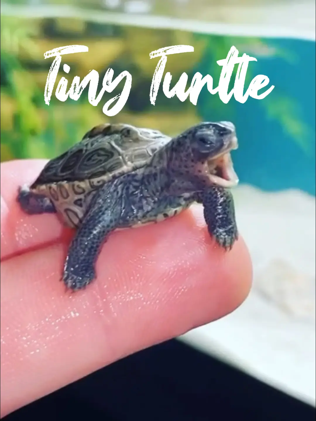 Tiny Turtle🐢, Video published by Tommys_reptiles