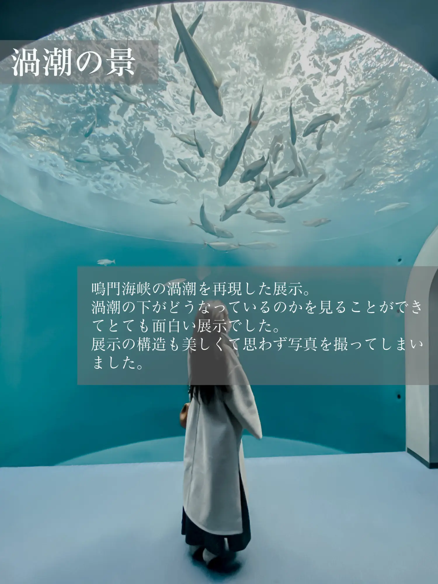 【香川県】幻想的な空間が楽しめる-四国水族館-の画像 (3枚目)