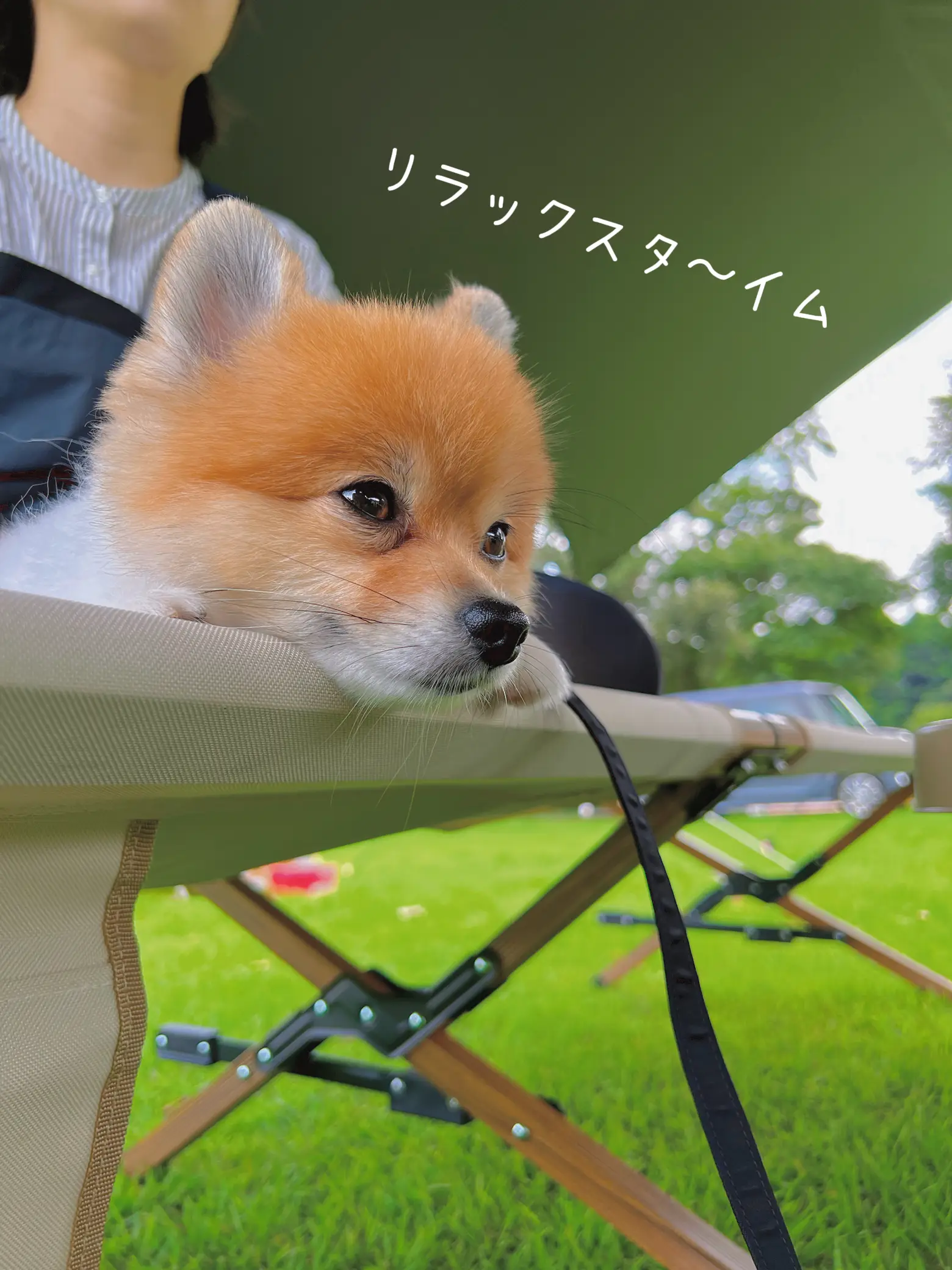 【犬とキャンプ】犬連れ夫婦キャンパーのキャンプ日記の画像 (1枚目)