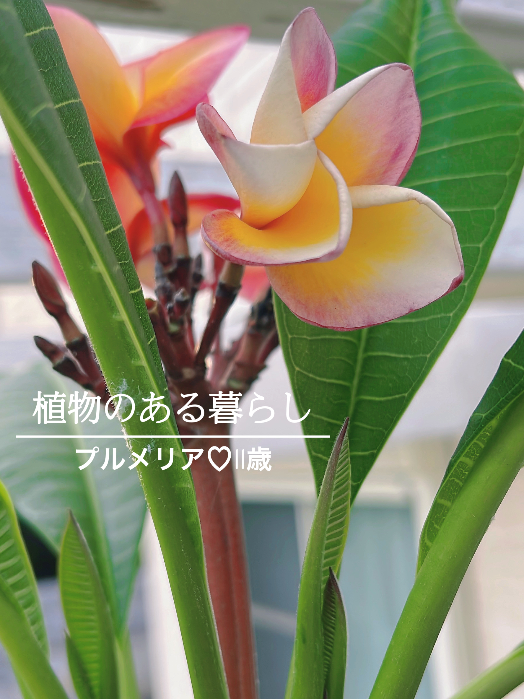 Hawaii行きたい Happy Lifeが投稿したフォトブック Lemon8