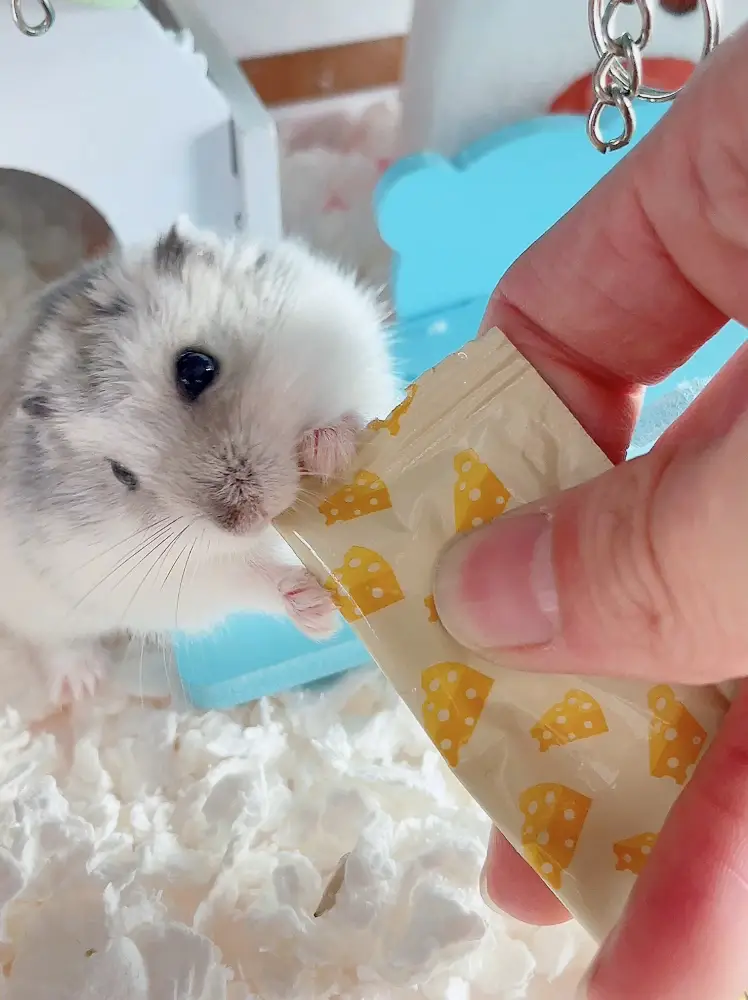 Lemon8 Story ハム目 Lemon8 Story ハム目