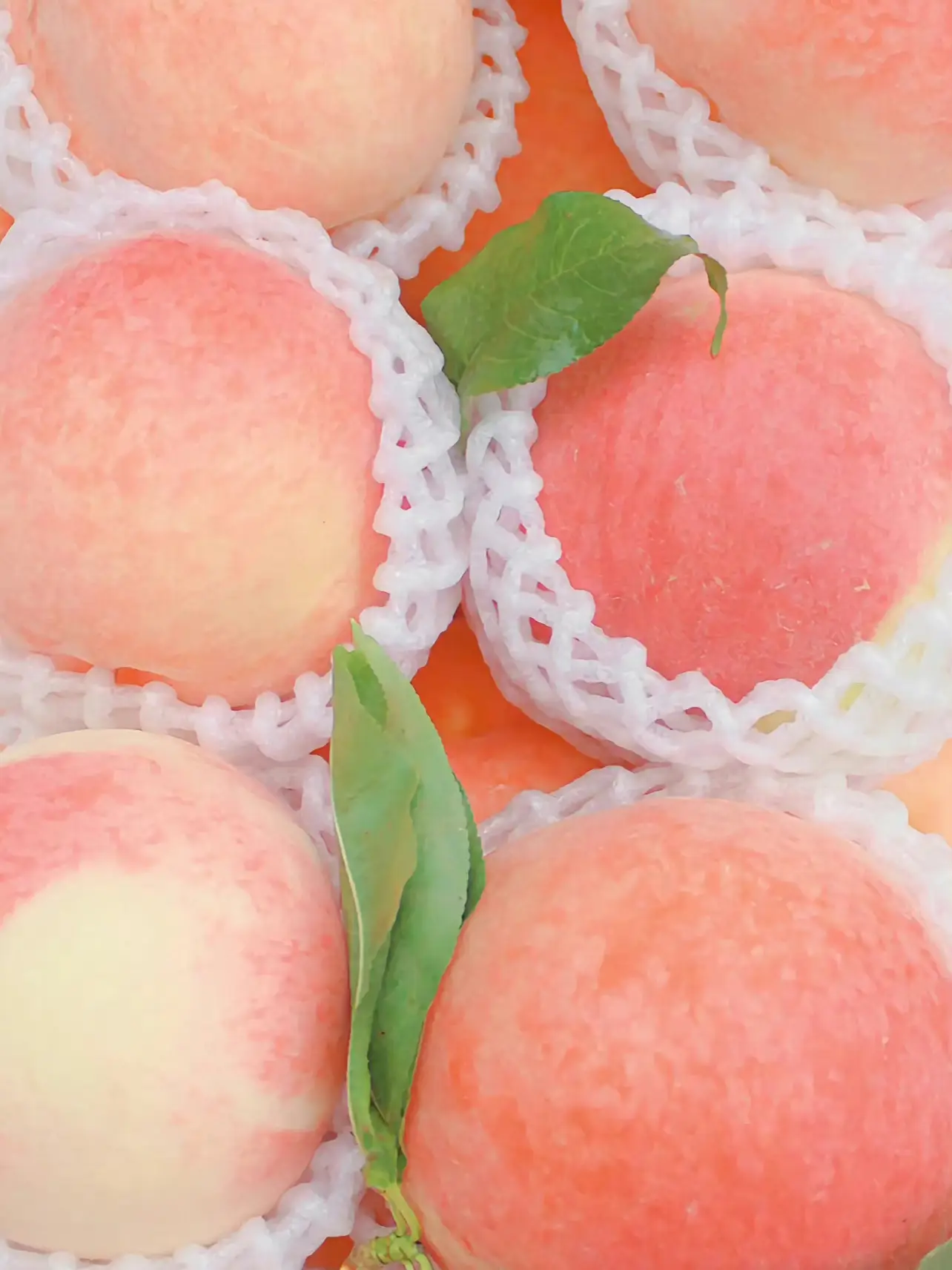 夏にぴったり待ち受けその 壁紙アイデアが投稿したフォトブック Lemon8