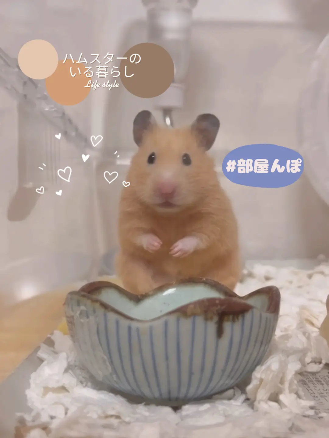 キンクマに関する最新の人気投稿 Lemon8