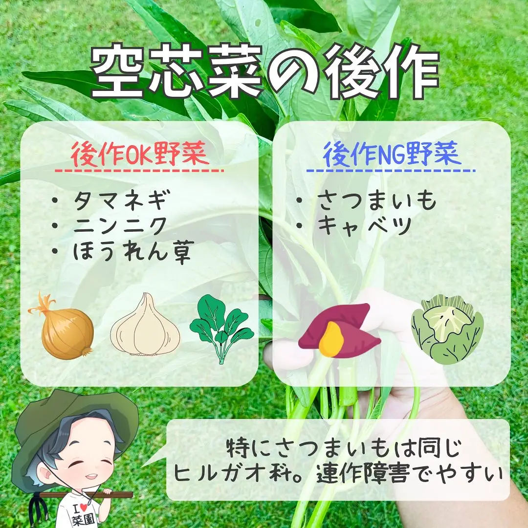 夏野菜の後作何植える ばう 小さな家庭菜園役立つ情報が投稿したフォトブック Lemon8