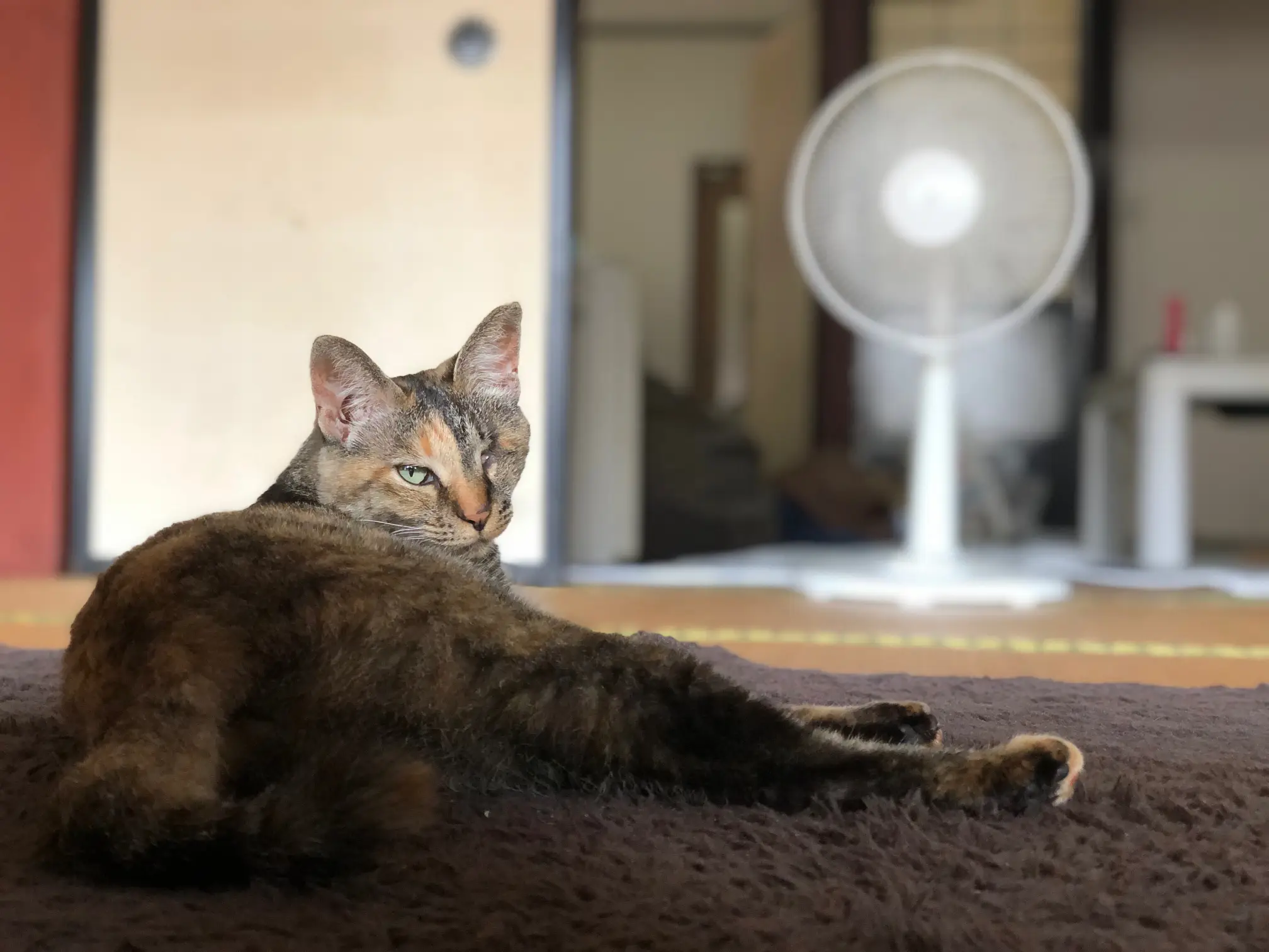 暑さにバテる猫 まむが投稿したフォトブック Lemon8 暑さにバテる猫 まむが投稿したフォトブック Lemon8