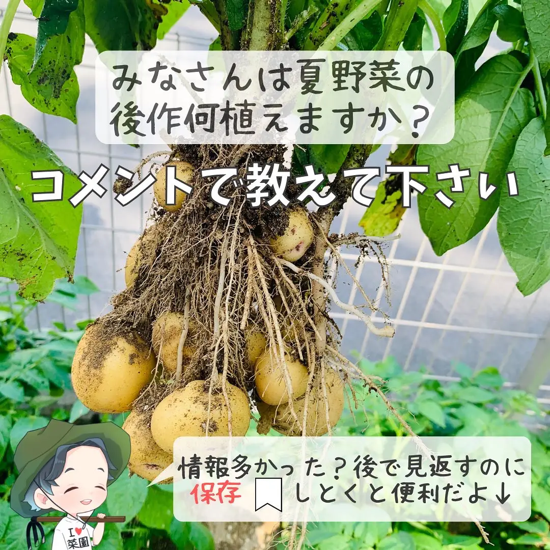 夏野菜の後作何植える ばう 小さな家庭菜園役立つ情報が投稿したフォトブック Lemon8