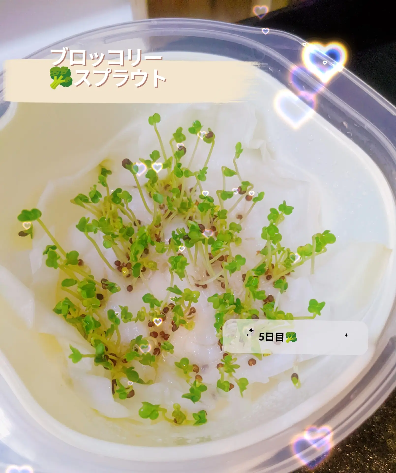 ブロッコリースプラウト うにつかい が投稿したフォトブック Lemon8