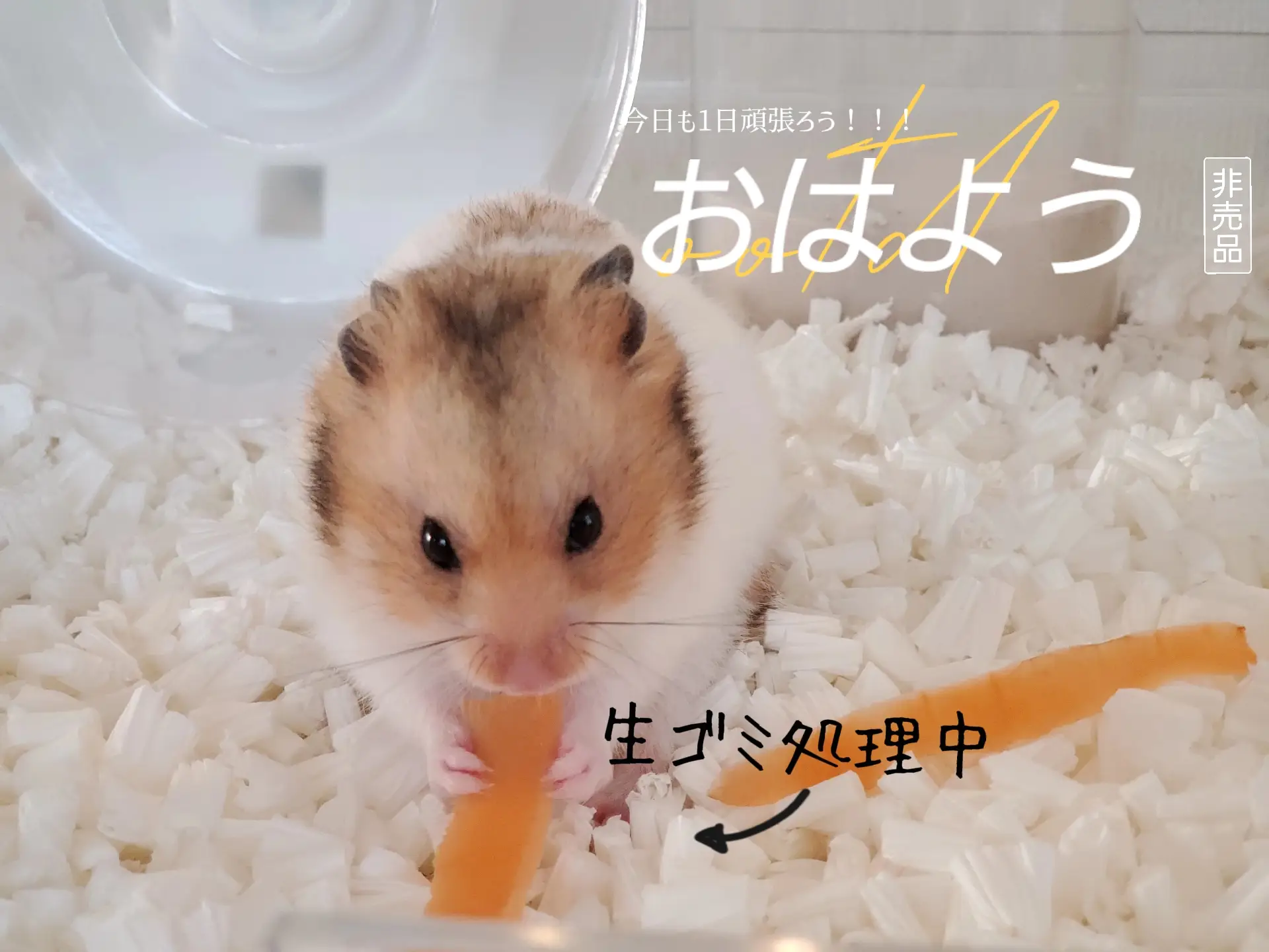 ハムスターのお風呂に関する最新の人気投稿 Lemon8 ハムスターのお風呂に関する最新の人気投稿 Lemon8