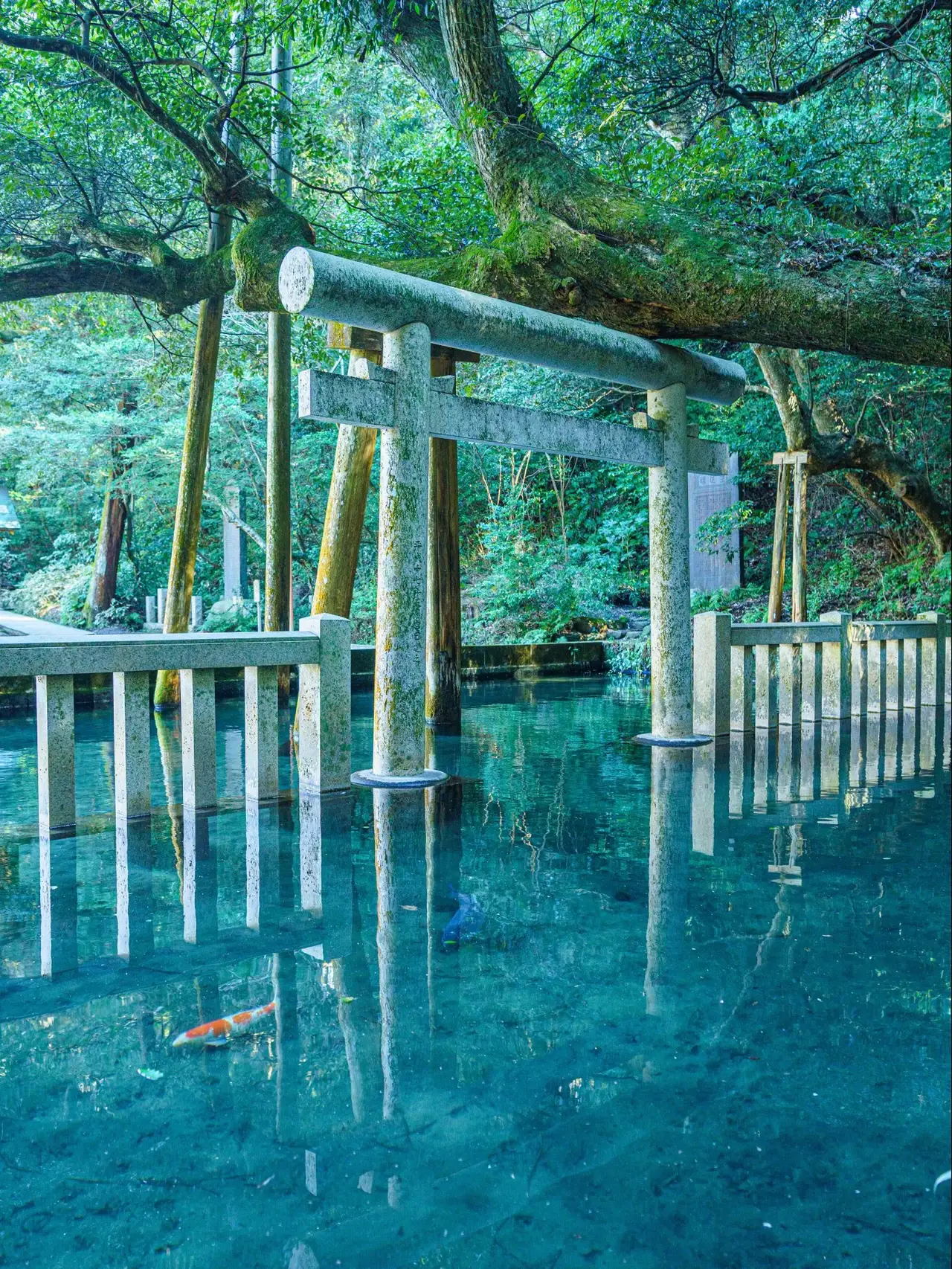 【茨城県】神秘的な池の画像 (2枚目)