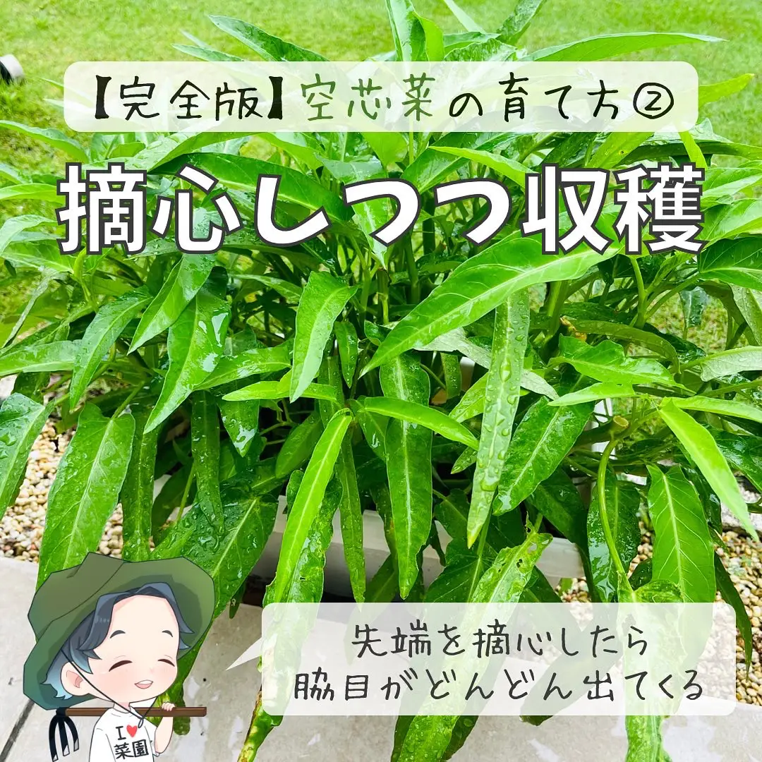 完全版 空芯菜の育てかた ばう 小さな家庭菜園役立つ情報が投稿したフォトブック Lemon8