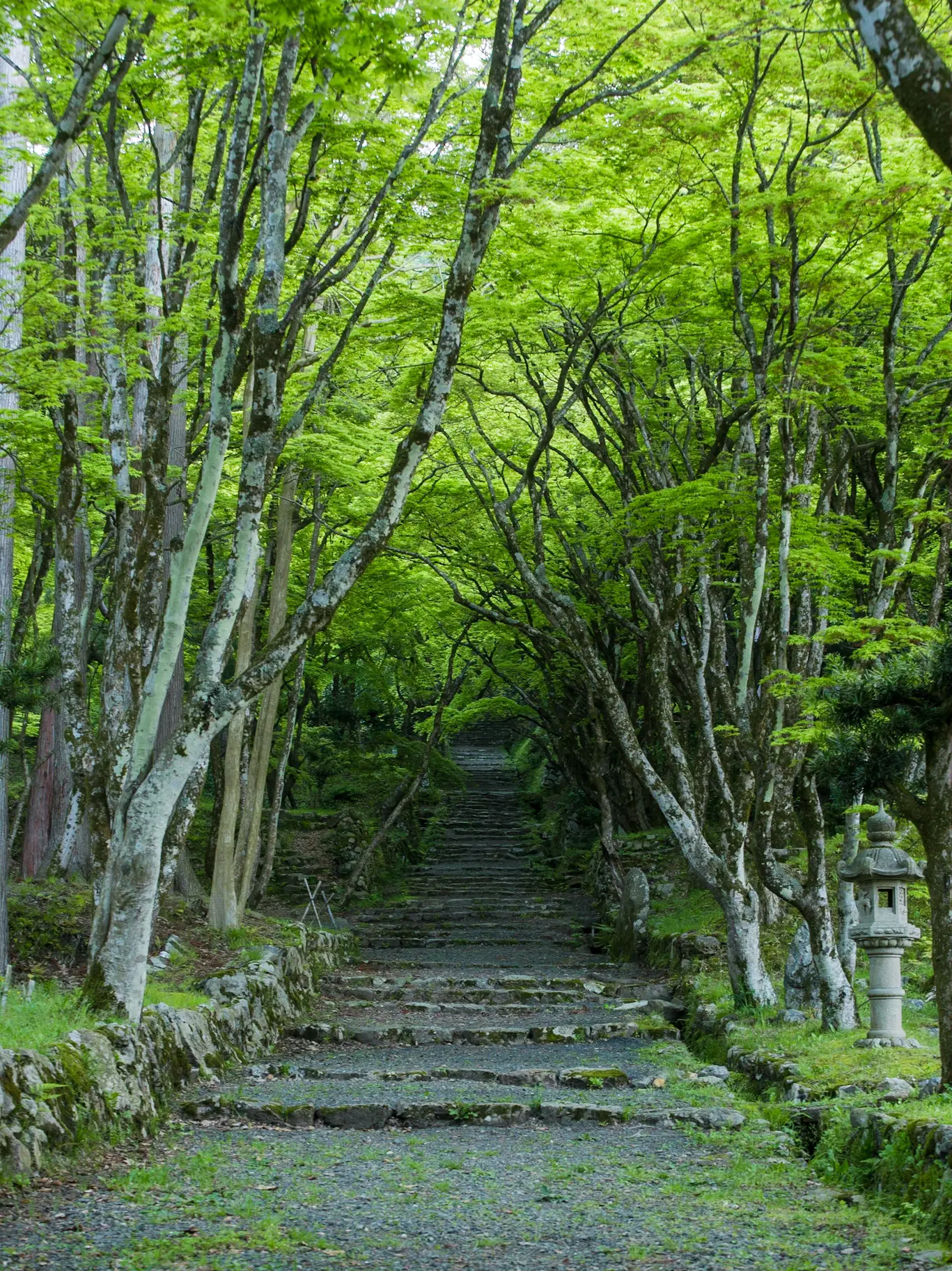 【滋賀旅！✨】秋が始まる前に滋賀の新緑を楽しみませんか？☺️の画像 (3枚目)