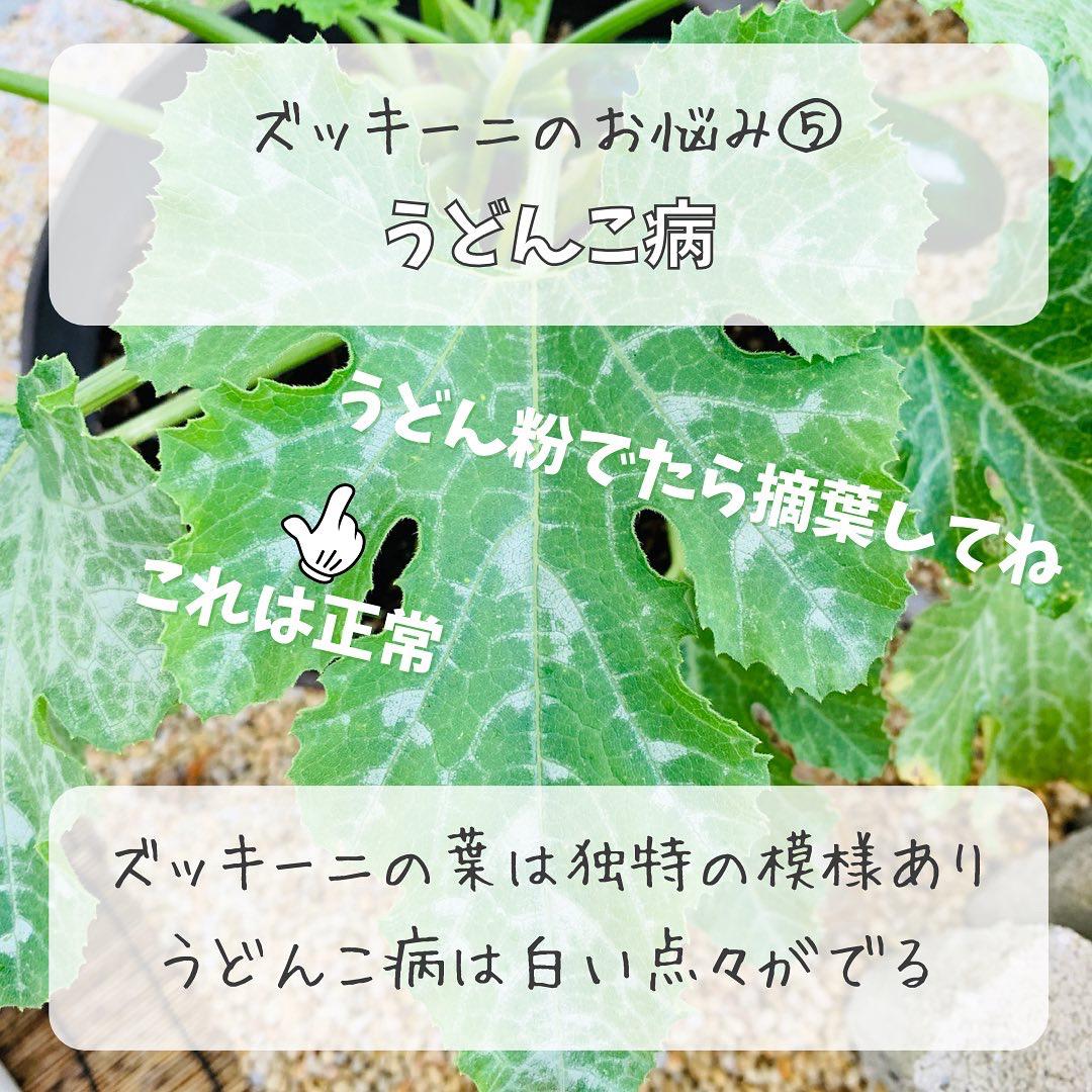 ズッキーニのお悩み5選 ばう 小さな家庭菜園役立つ情報が投稿したフォトブック Lemon8