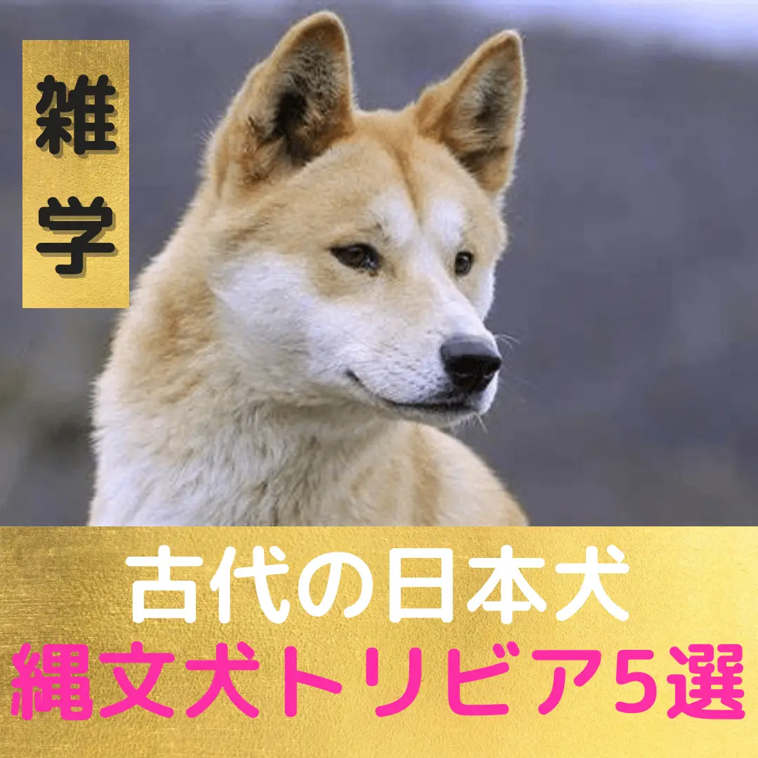 古代の日本犬縄文犬トリビア5選 雑学はかせ 暇つぶし部屋が投稿したフォトブック Lemon8