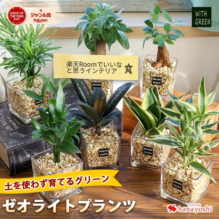 観葉植物 ハイドロカルチャー Lemon8