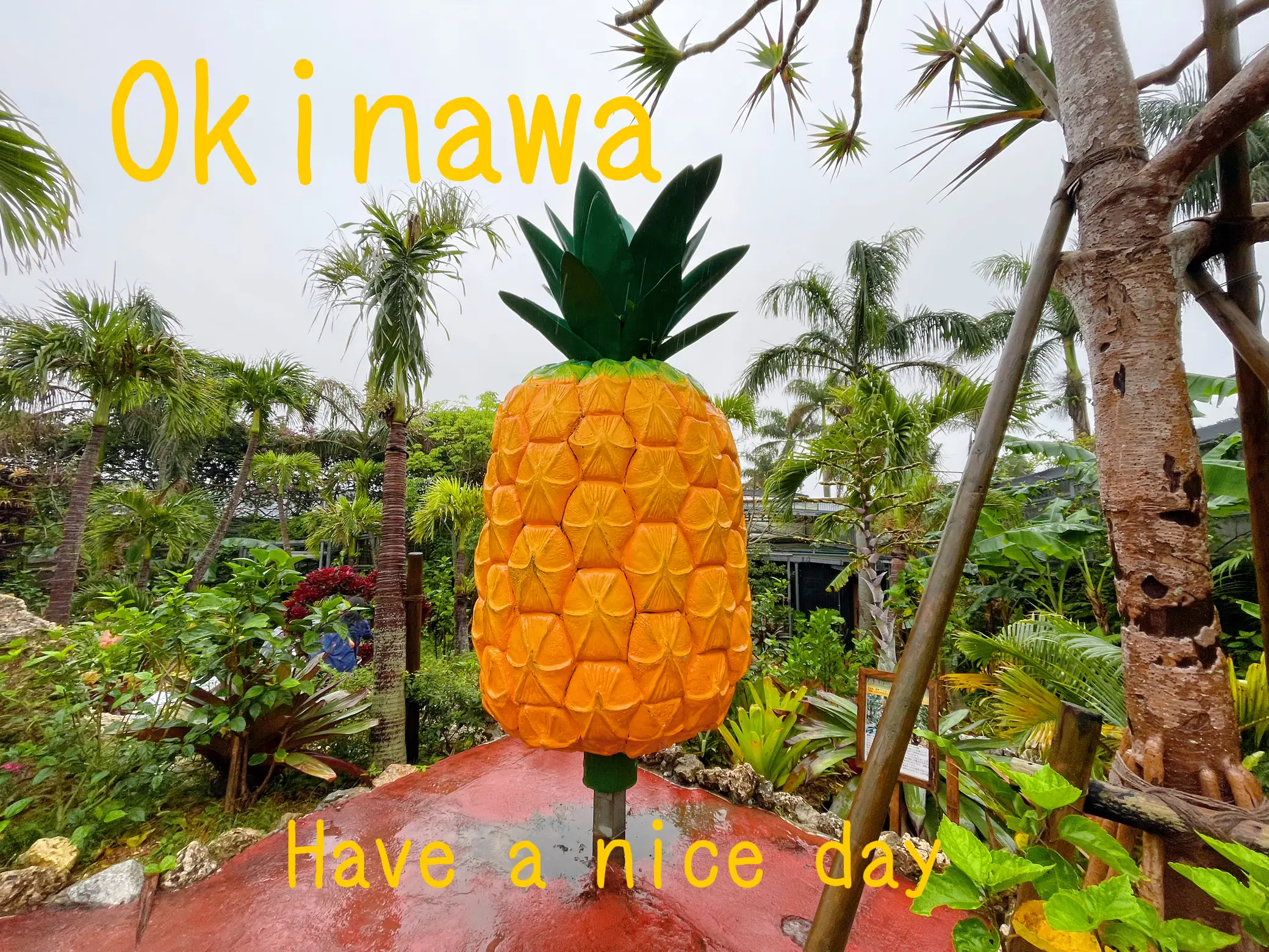 沖縄 雨でも楽しめるパイナップルの楽園 ナゴパイナップルパーク 74 Mariが投稿した記事 Lemon8