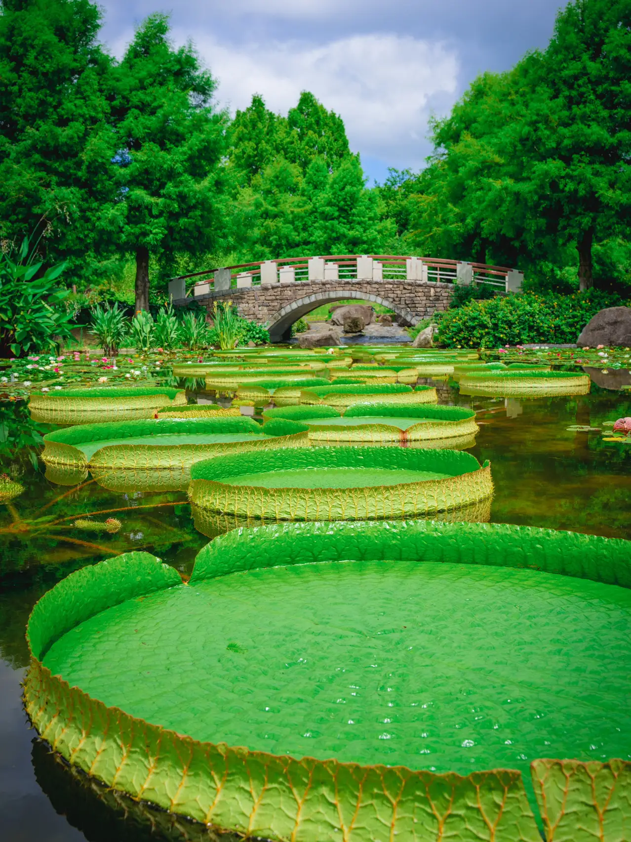 【死ぬまでに絶対行きたい日本の絶景】水生植物公園@滋賀の画像 (2枚目)