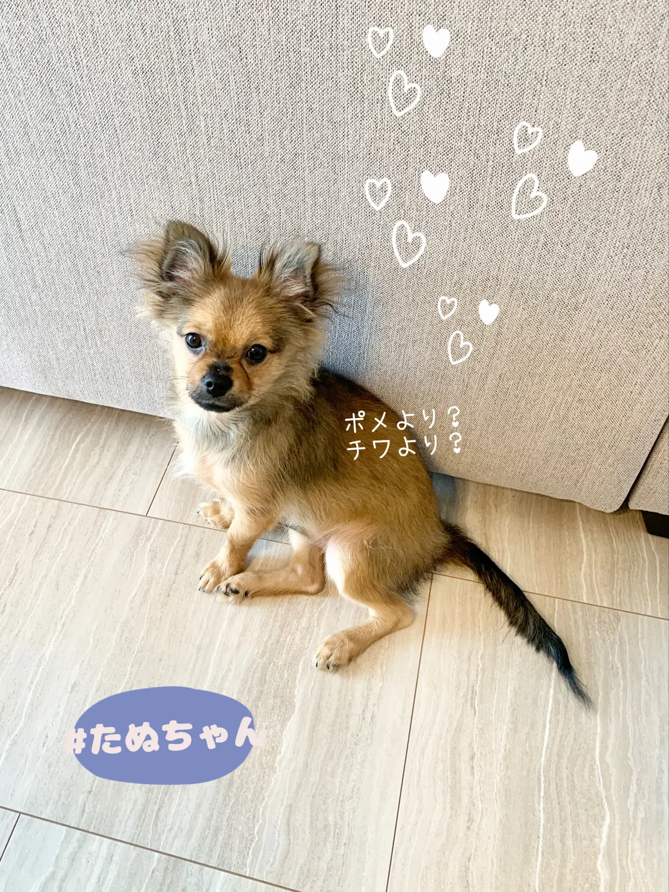 ポメチワの たぬ です Tanuちゃん が投稿したフォトブック Lemon8