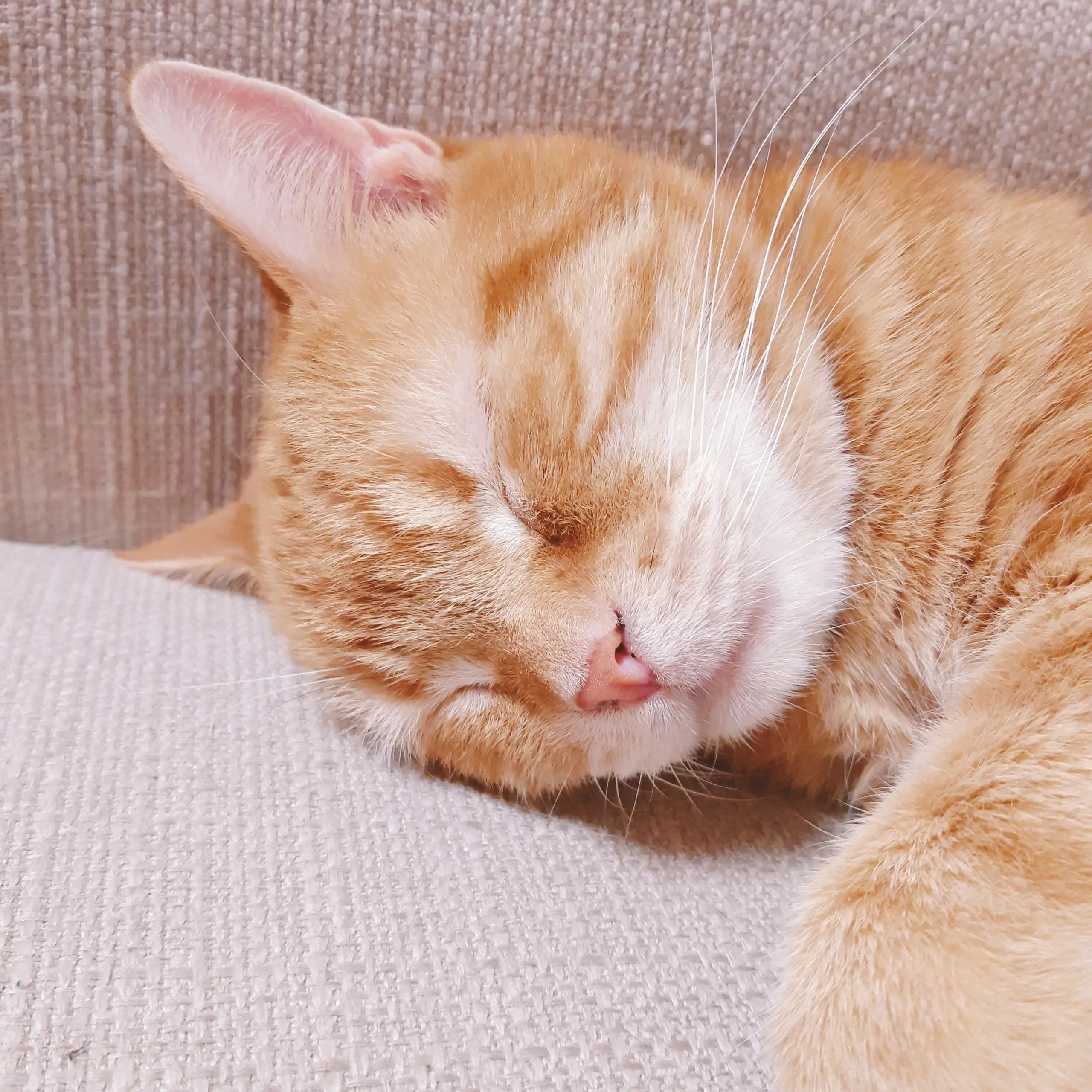 猫寝顔 Lemon8