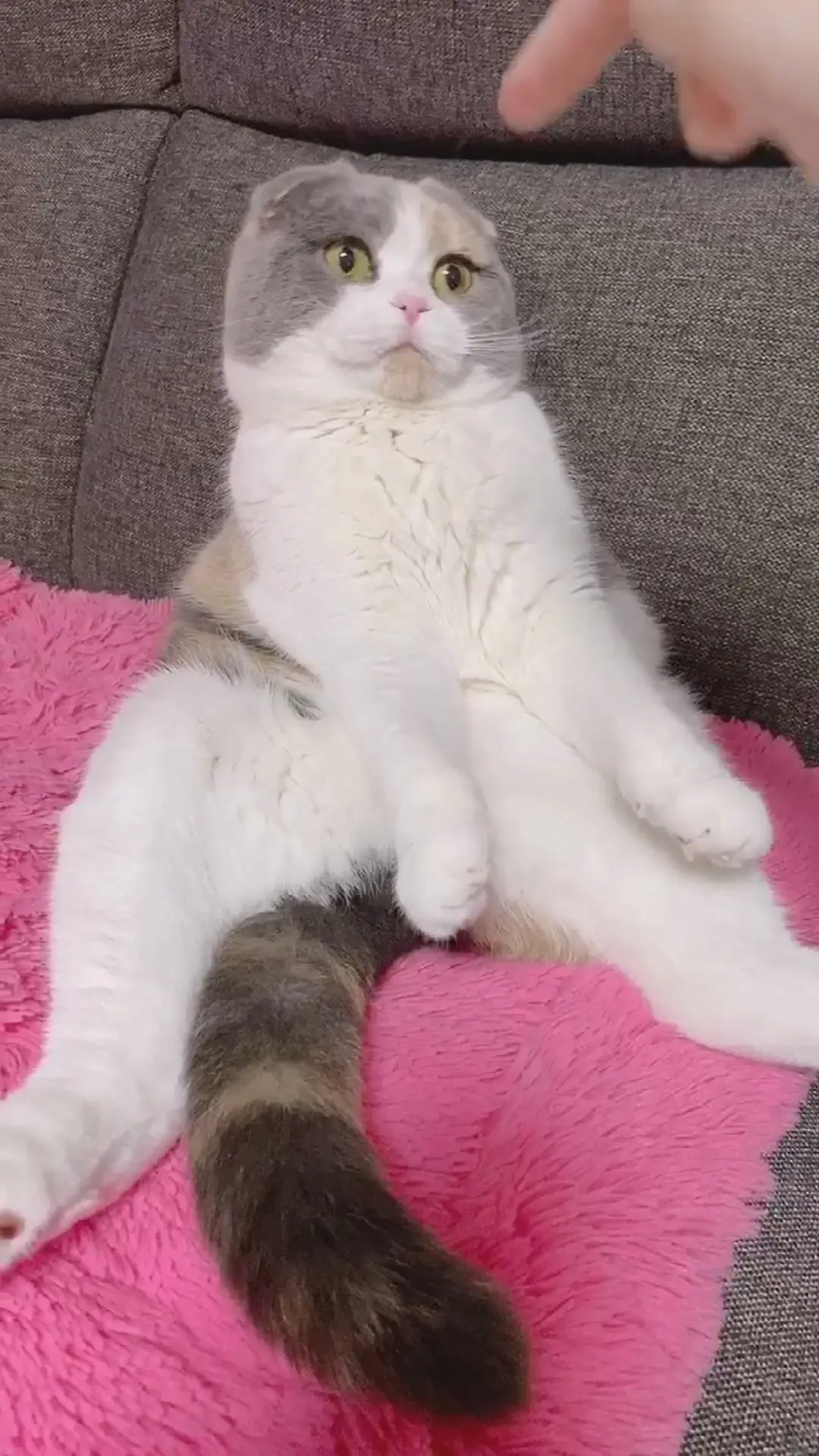 スコ座りをするぽんちょ うなぎとぽんちょが投稿した記事 Lemon8