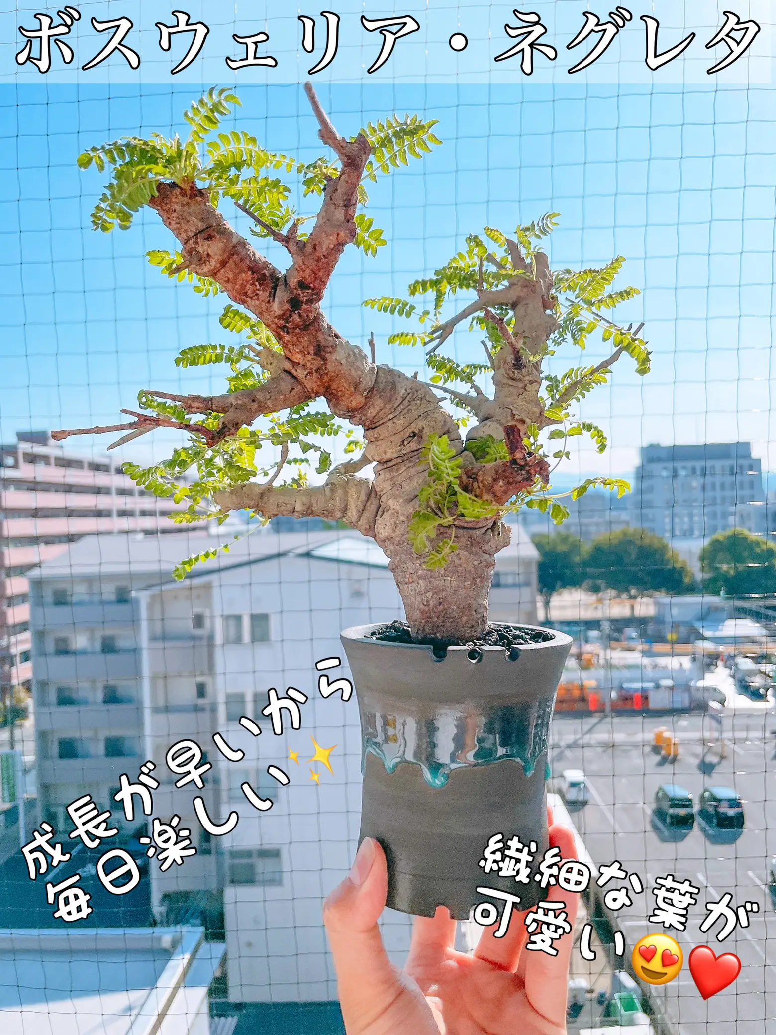 【🌳おすすめ灌木コーデックス🌳】ボスウェリア・ネグレタって植物知ってる😳❓の画像 (1枚目)