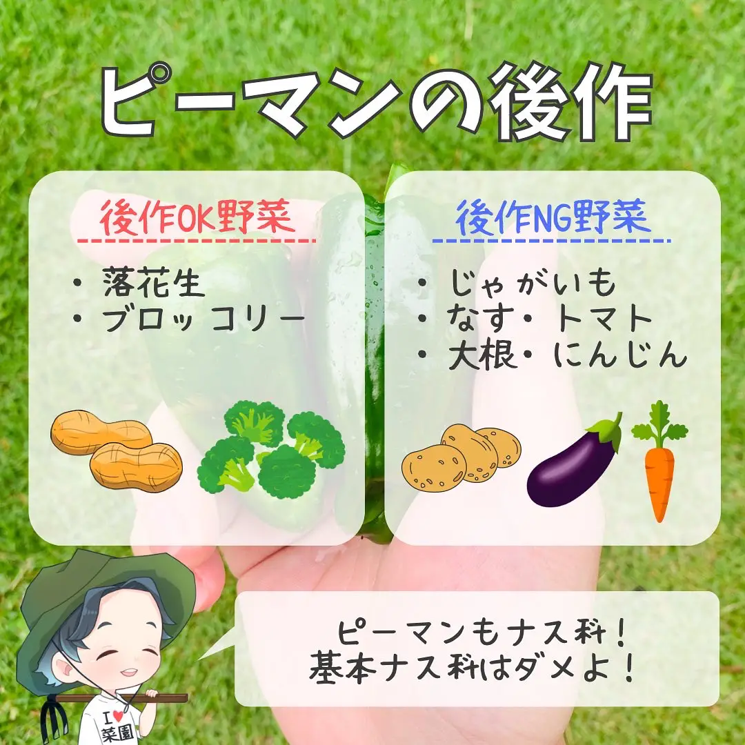 夏野菜の後作何植える ばう 小さな家庭菜園役立つ情報が投稿したフォトブック Lemon8