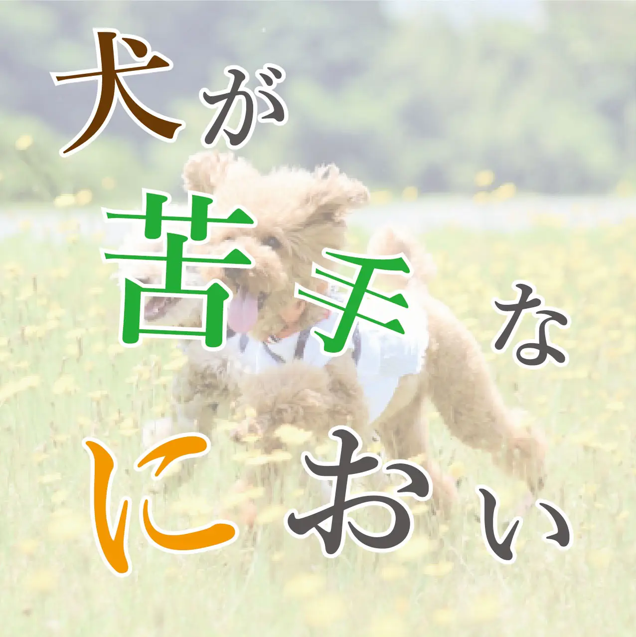 犬が落ち着く音 Lemon8