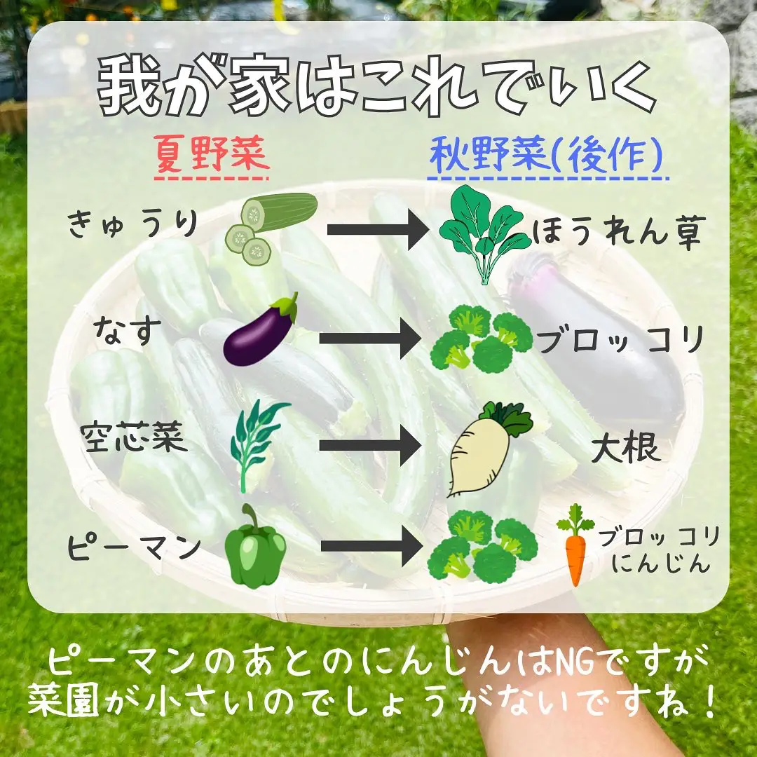 夏野菜の後作何植える ばう 小さな家庭菜園役立つ情報が投稿したフォトブック Lemon8