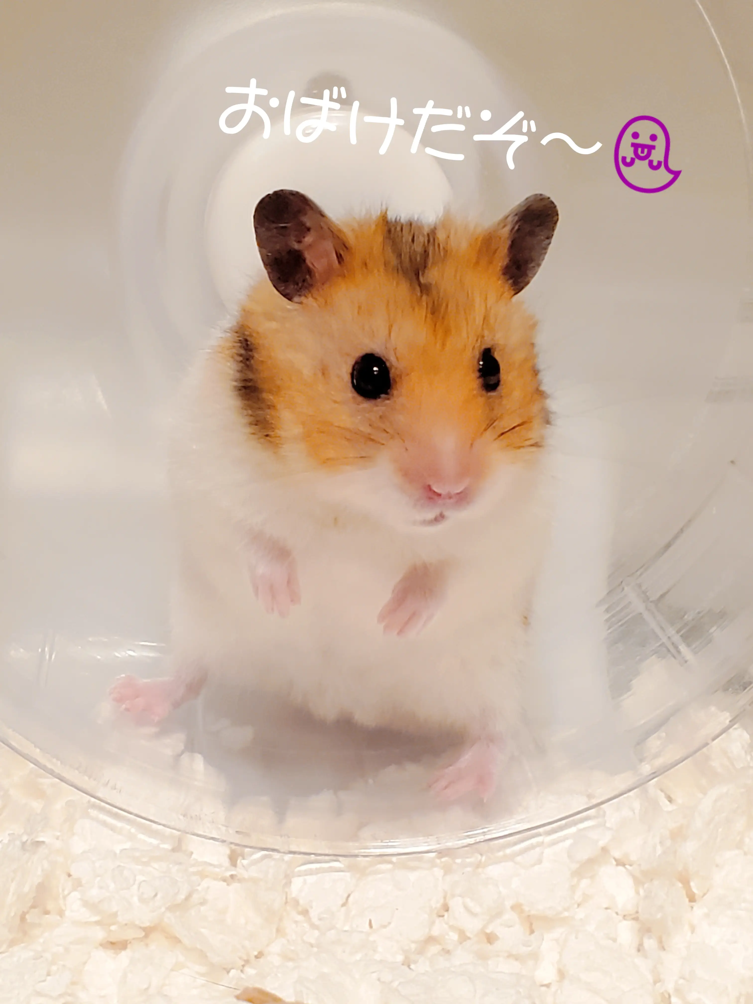 おばけ 5人家族のペットのぺとるが投稿したフォトブック Lemon8