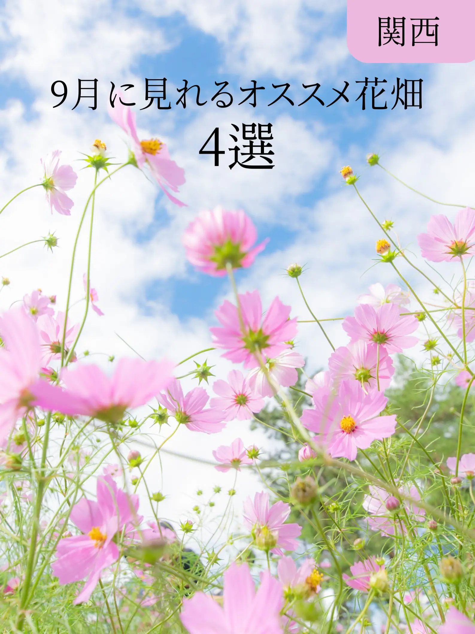 【9月に行くならココ！🙌】関西で見れる9月のおすすめ花畑スポット4選！🌸の画像 (1枚目)