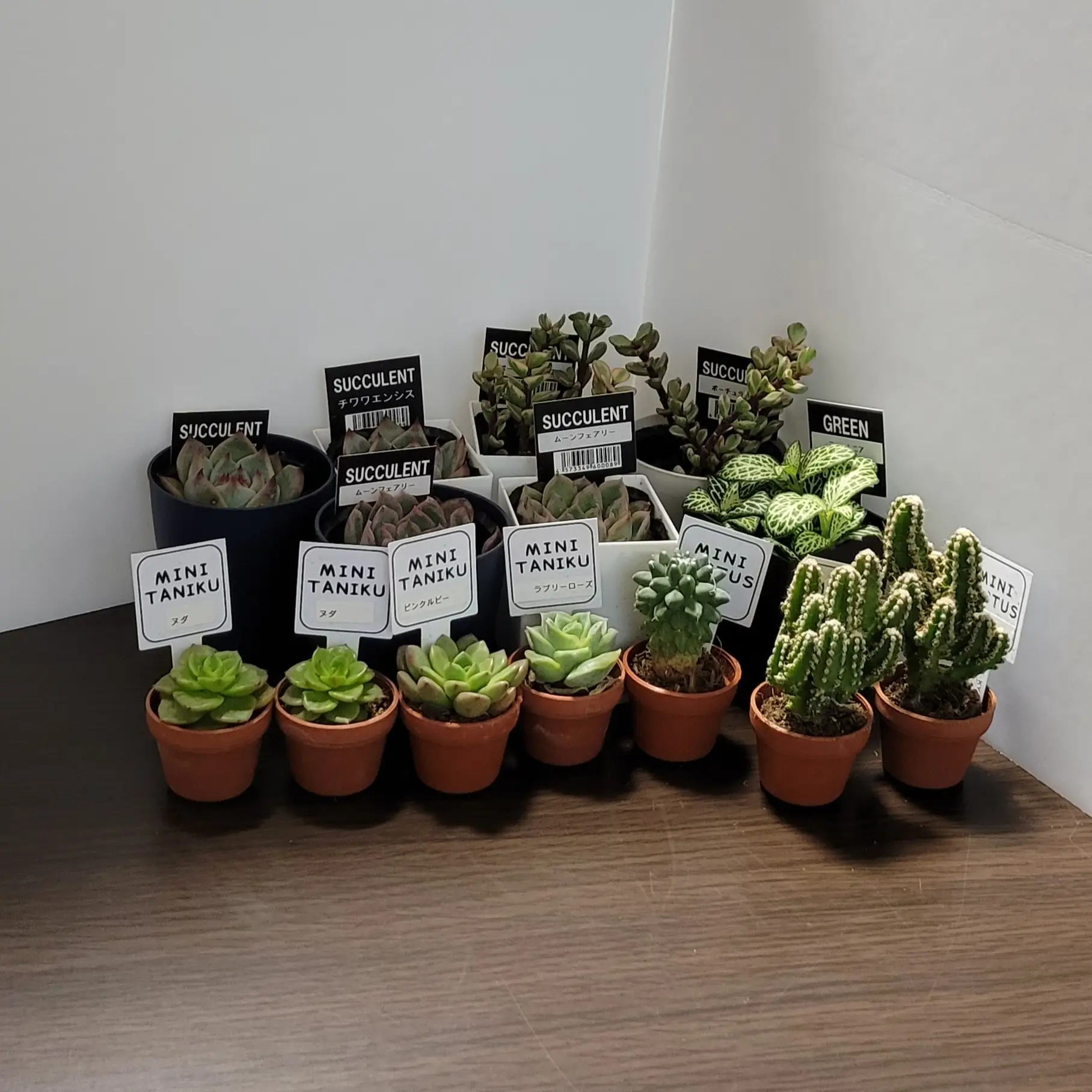 キャンドゥ 100均苗 追加で買ってきた Succulentが投稿したフォトブック Lemon8