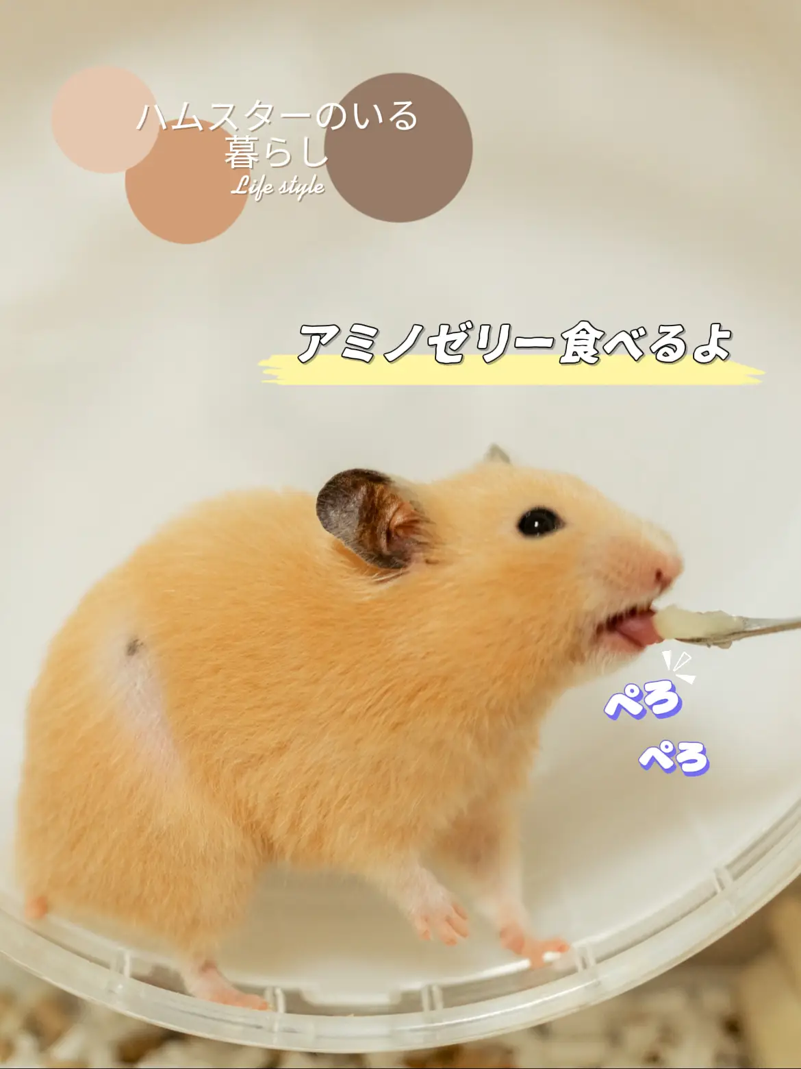 キンクマに関する最新の人気投稿 Lemon8