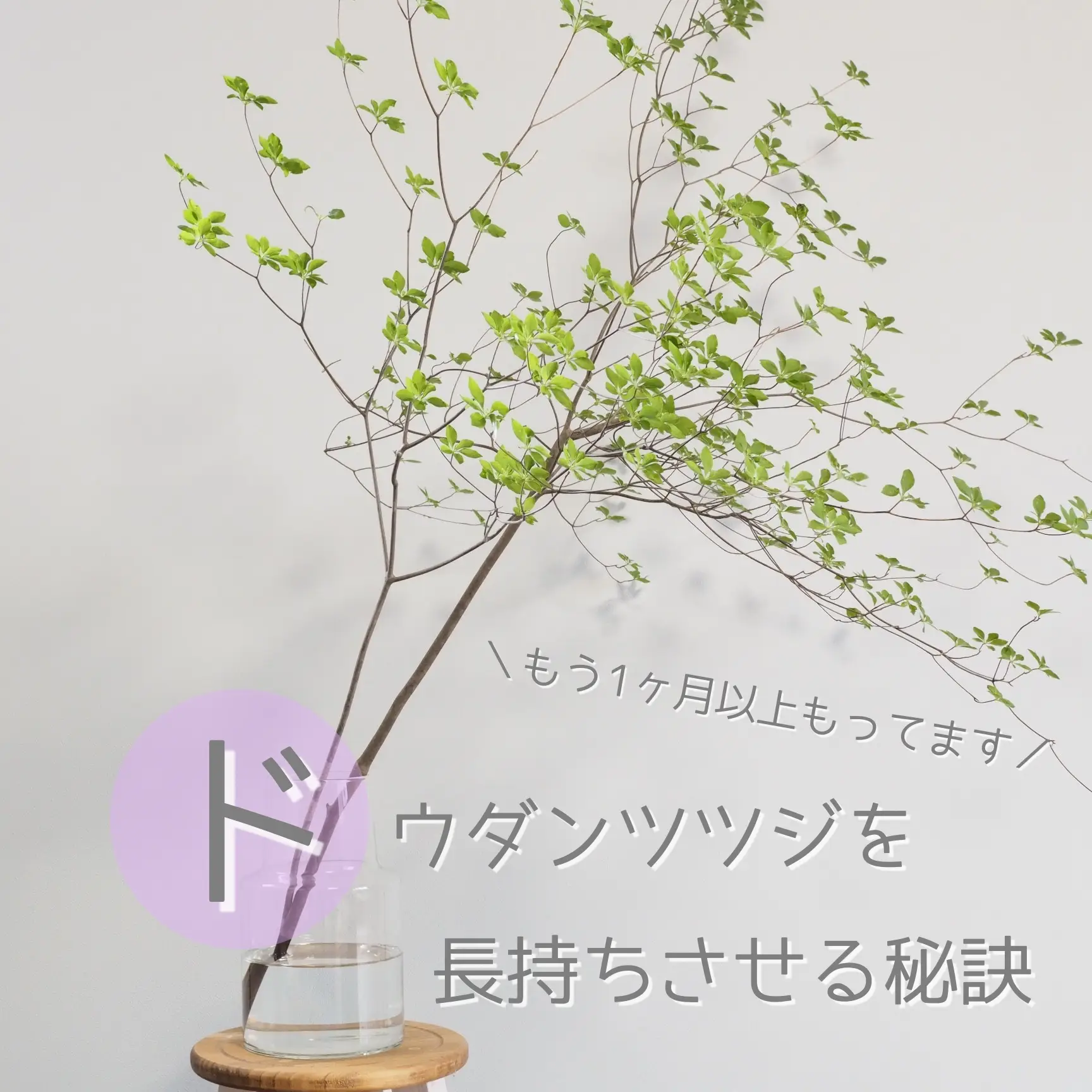 ドウダンツツジを長持ちさせる秘訣 Shionが投稿したフォトブック Lemon8