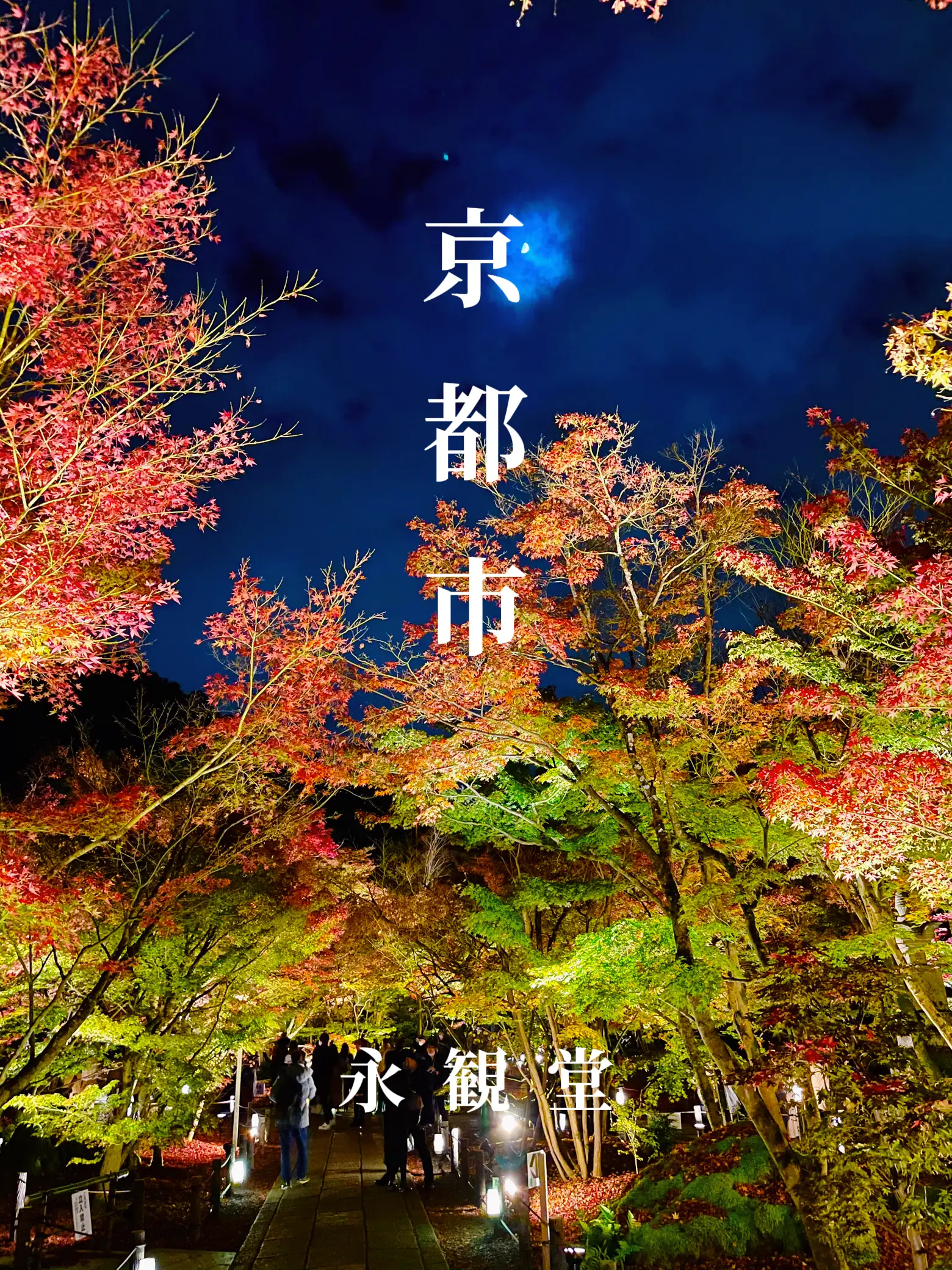〜京都府〜秋の紅葉は永観堂！夜のライトアップの画像 (1枚目)