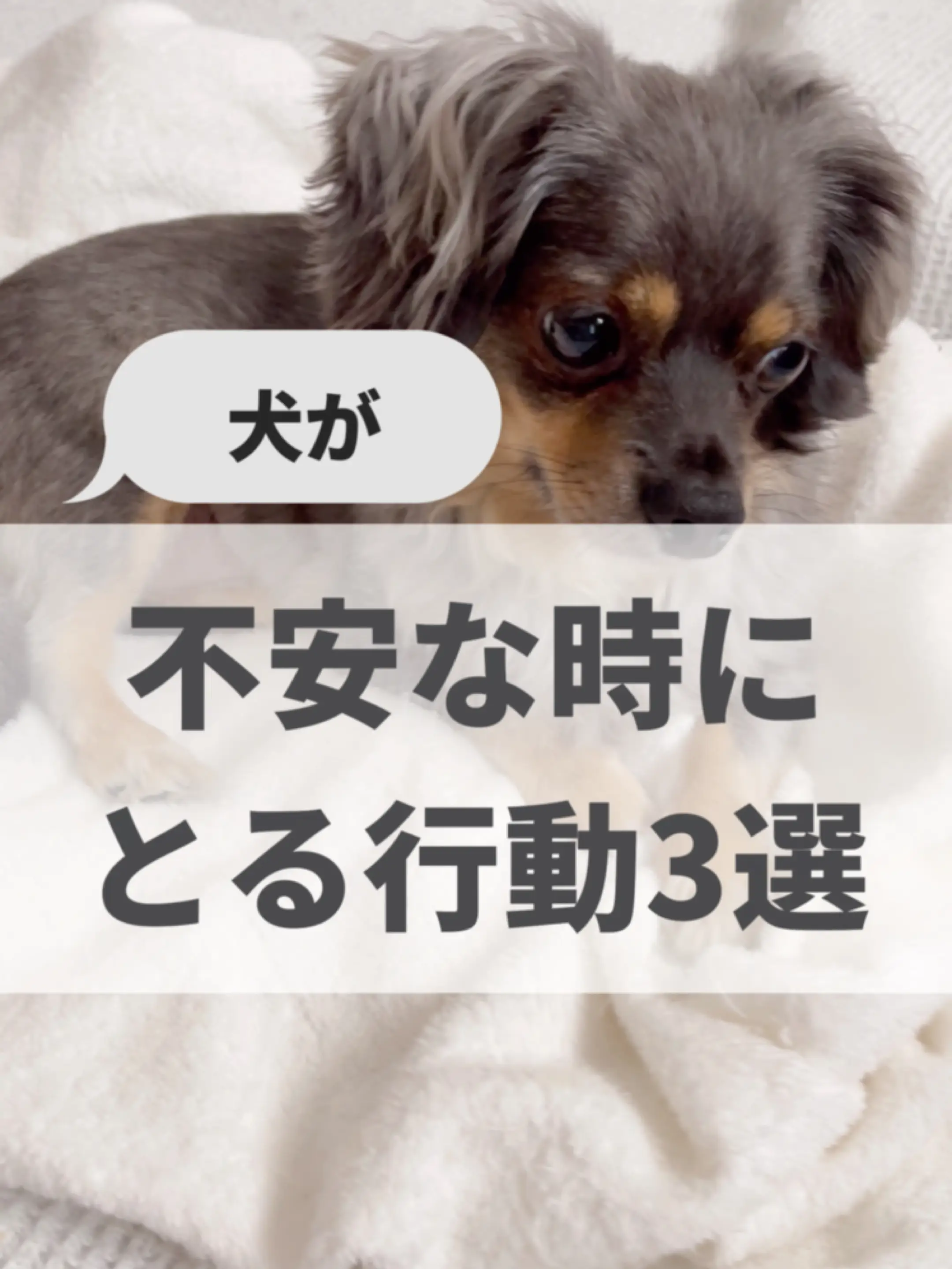 Lemon8 Story 犬が嫌いな人にする行動