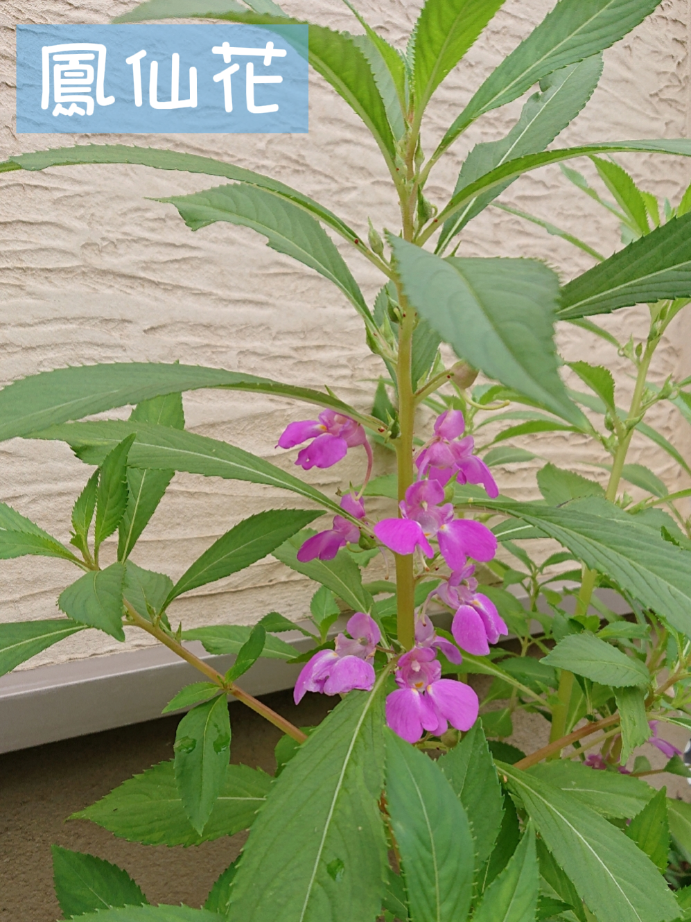 芸術の秋 うちの花壇に咲いた鳳仙花を描きました 色彩 Irotoridori が投稿したフォトブック Lemon8