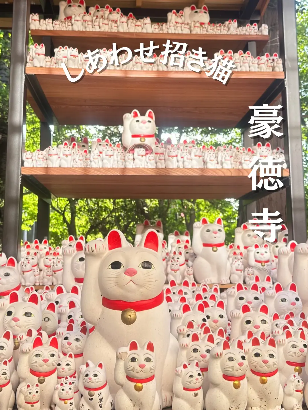 幸せ金運🐱招き猫からスイーツ迄／豪徳寺