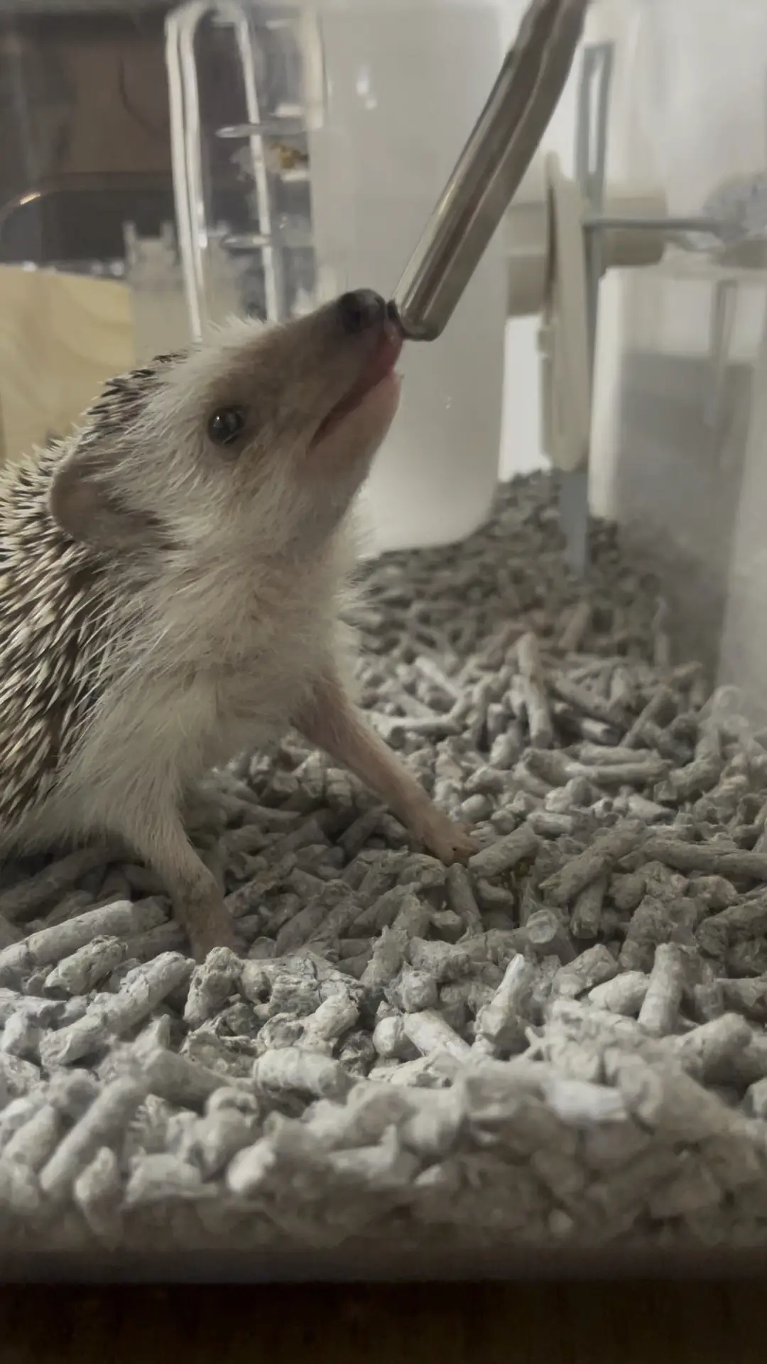 Lemon8 Story ハリネズミかわいい