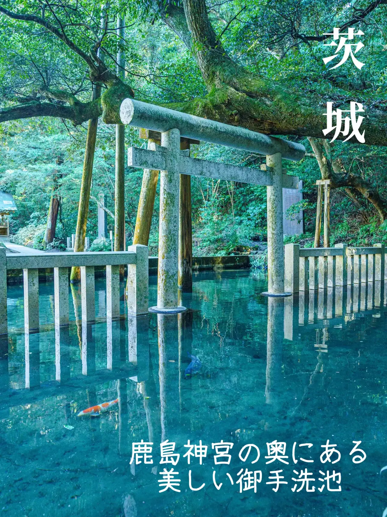 【茨城県】神秘的な池の画像 (1枚目)