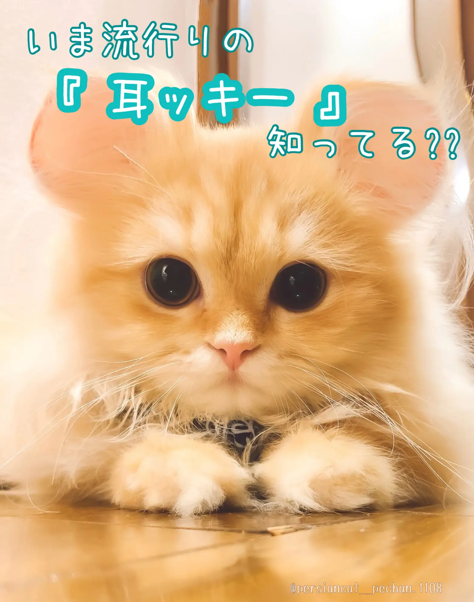 猫のいる生活 Lemon8