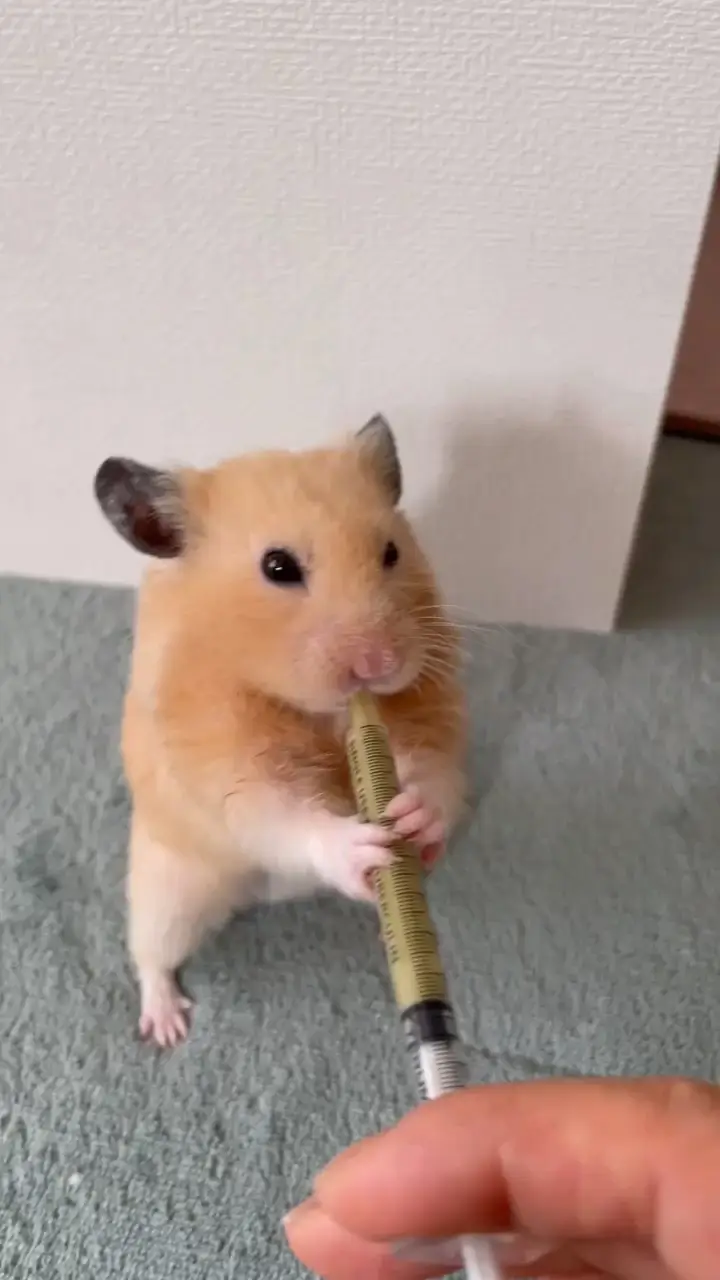 キンクマに関する最新の人気投稿 Lemon8