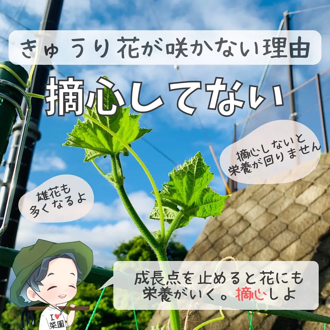 きゅうりの花が咲かない理由 ばう 小さな家庭菜園役立つ情報が投稿したフォトブック Lemon8