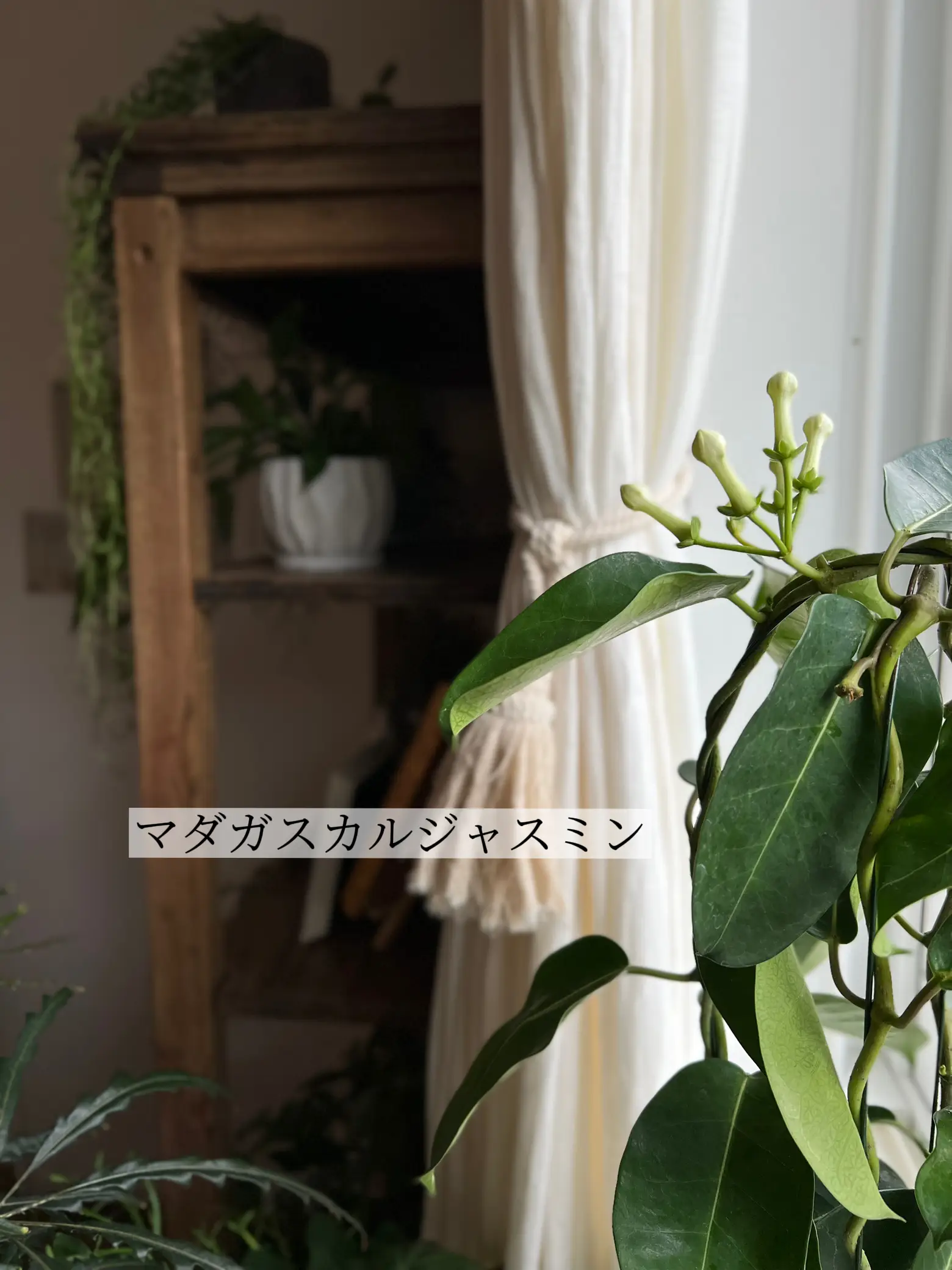 New観葉植物をご紹介 Moko Homeが投稿したフォトブック Lemon8