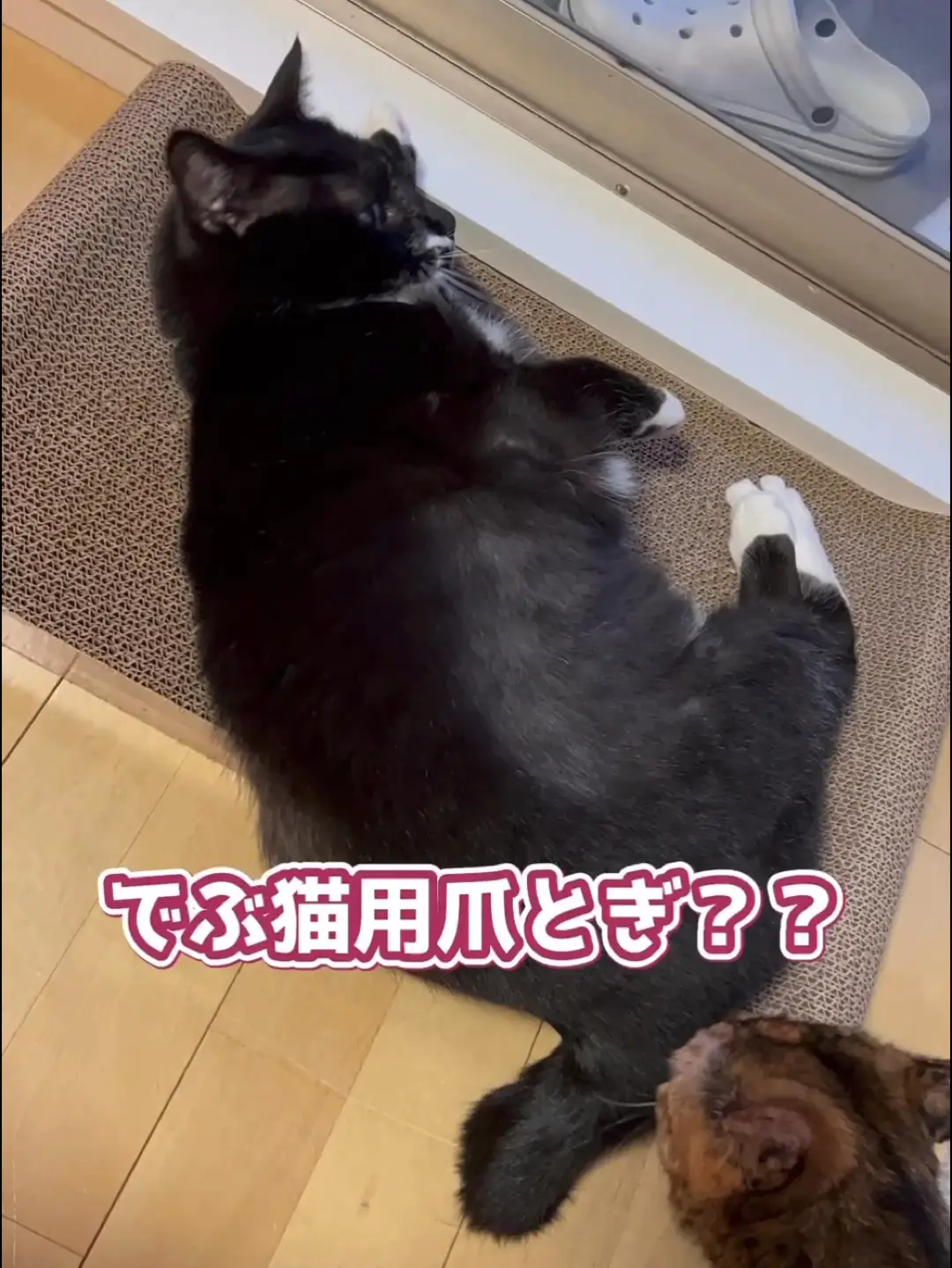 でぶ猫用爪とぎ！？ | 【公式】にゃんこの宿が投稿した記事 | Lemon8