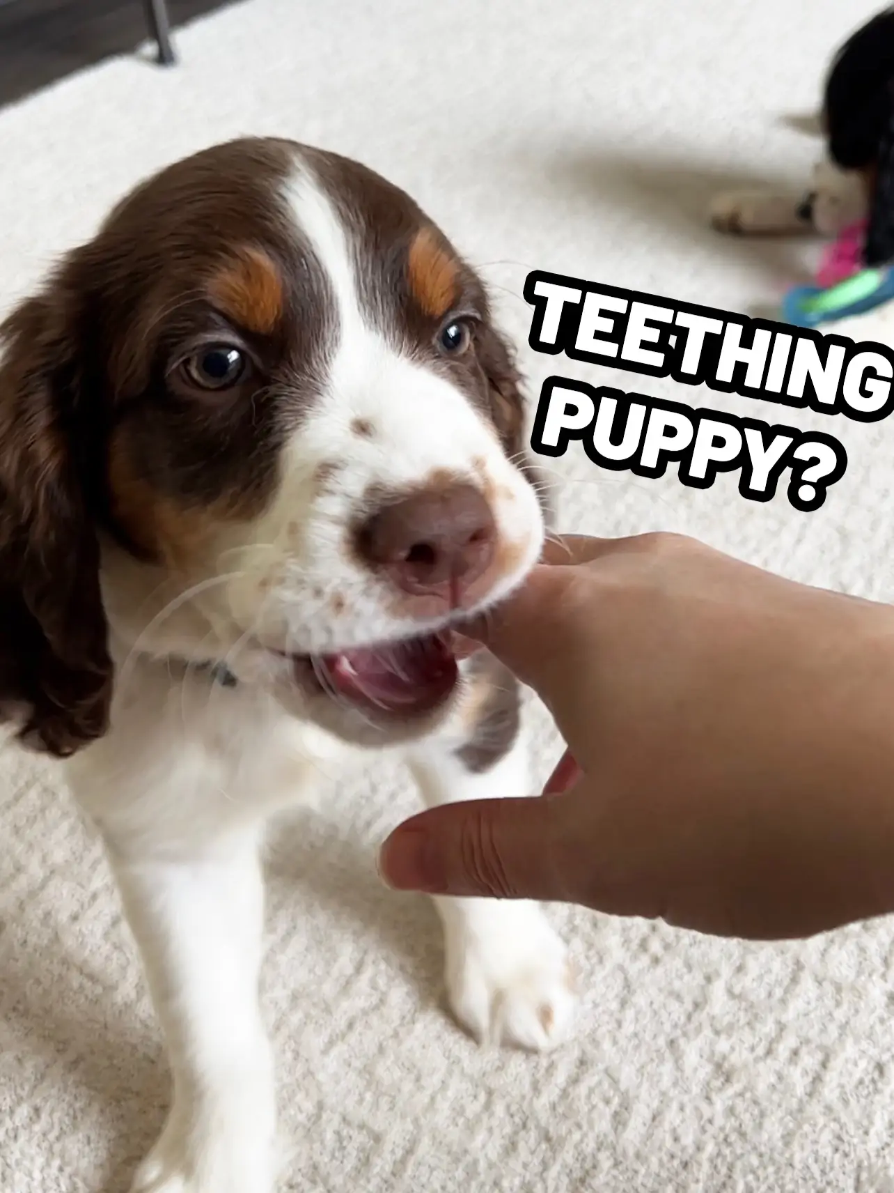 Do THIS if your pup is teething