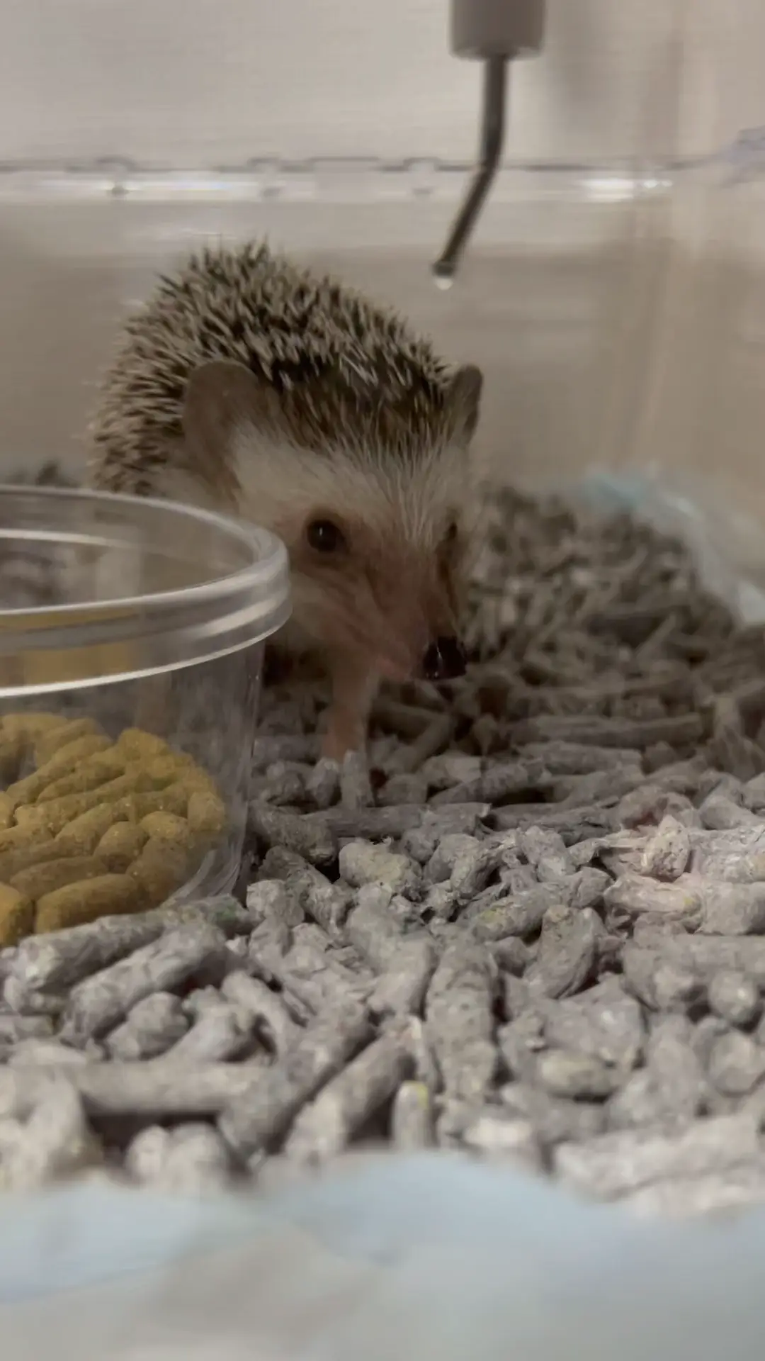 Lemon8 Story ハリネズミかわいい