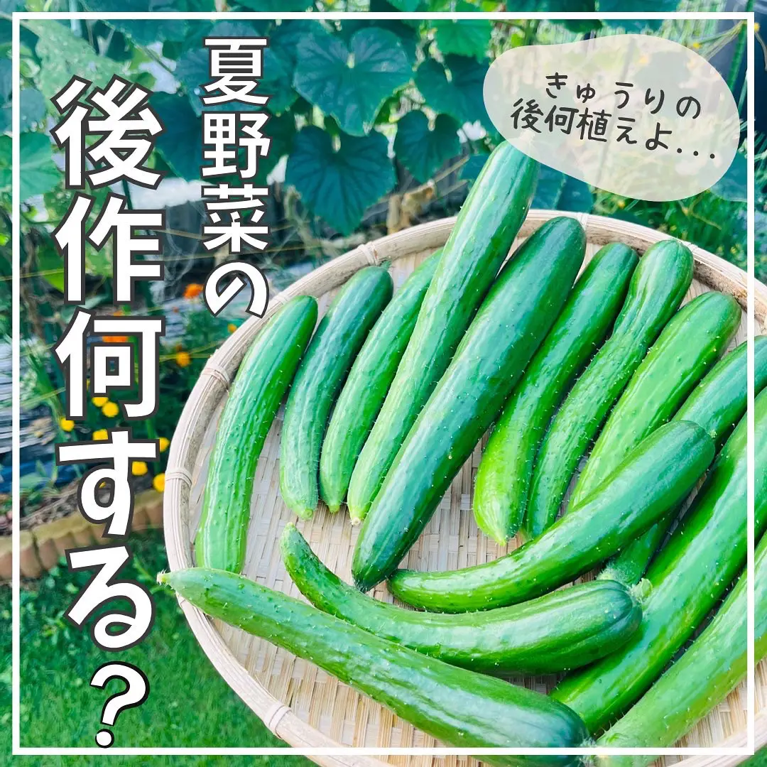 夏野菜の後作何植える ばう 小さな家庭菜園役立つ情報が投稿したフォトブック Lemon8