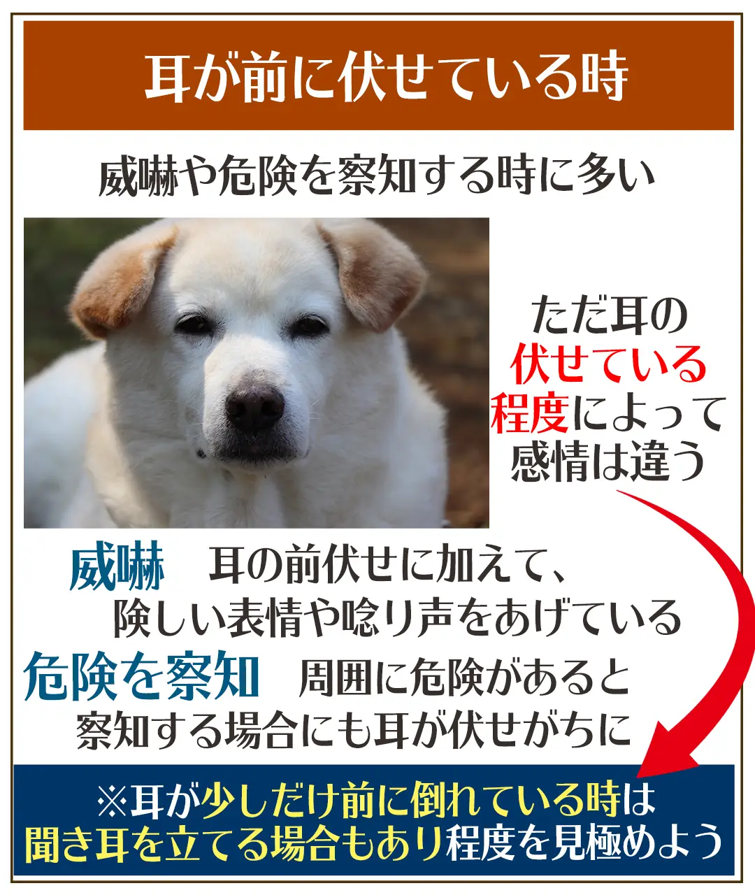 実は愛犬の耳の動きの様子で気持ちがわかる 犬ラブメディア部が投稿したフォトブック Lemon8