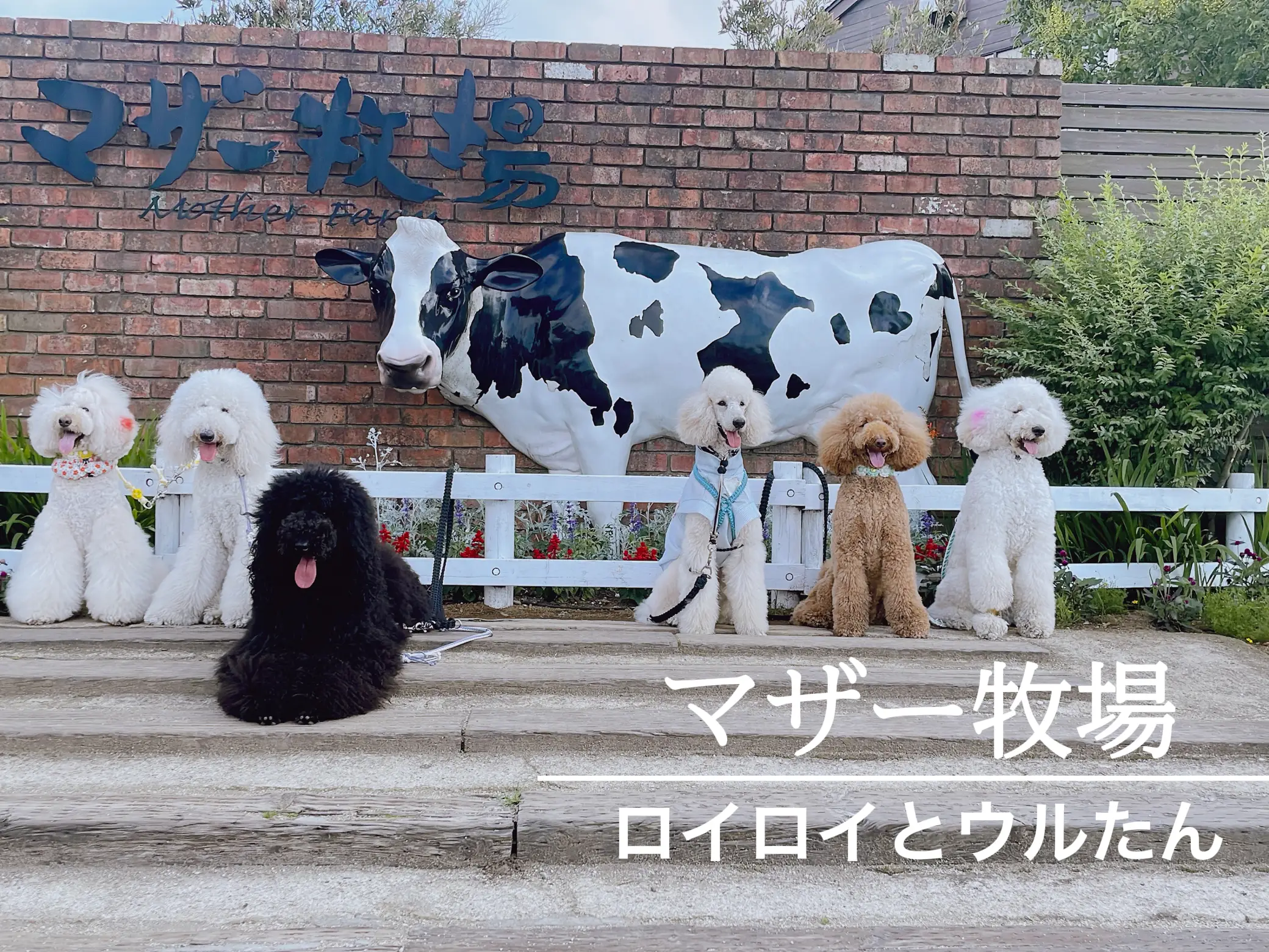 犬連れマザー牧場 スタンダードプードル ロイロイとウルたんが投稿したフォトブック Lemon8