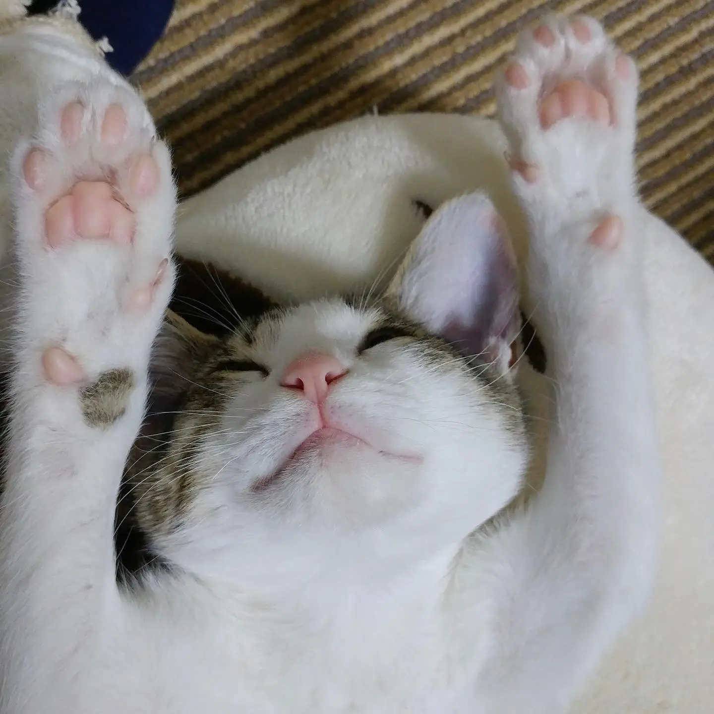 家猫ななの喜怒哀楽 Nobuが投稿したフォトブック Lemon8