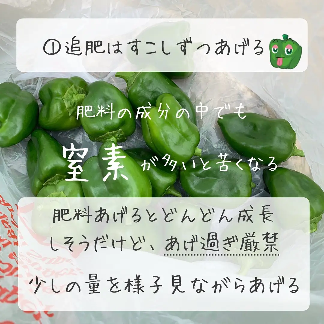 ピーマンの苦味をやわらげる育て方 ばう 小さな家庭菜園役立つ情報が投稿したフォトブック Lemon8